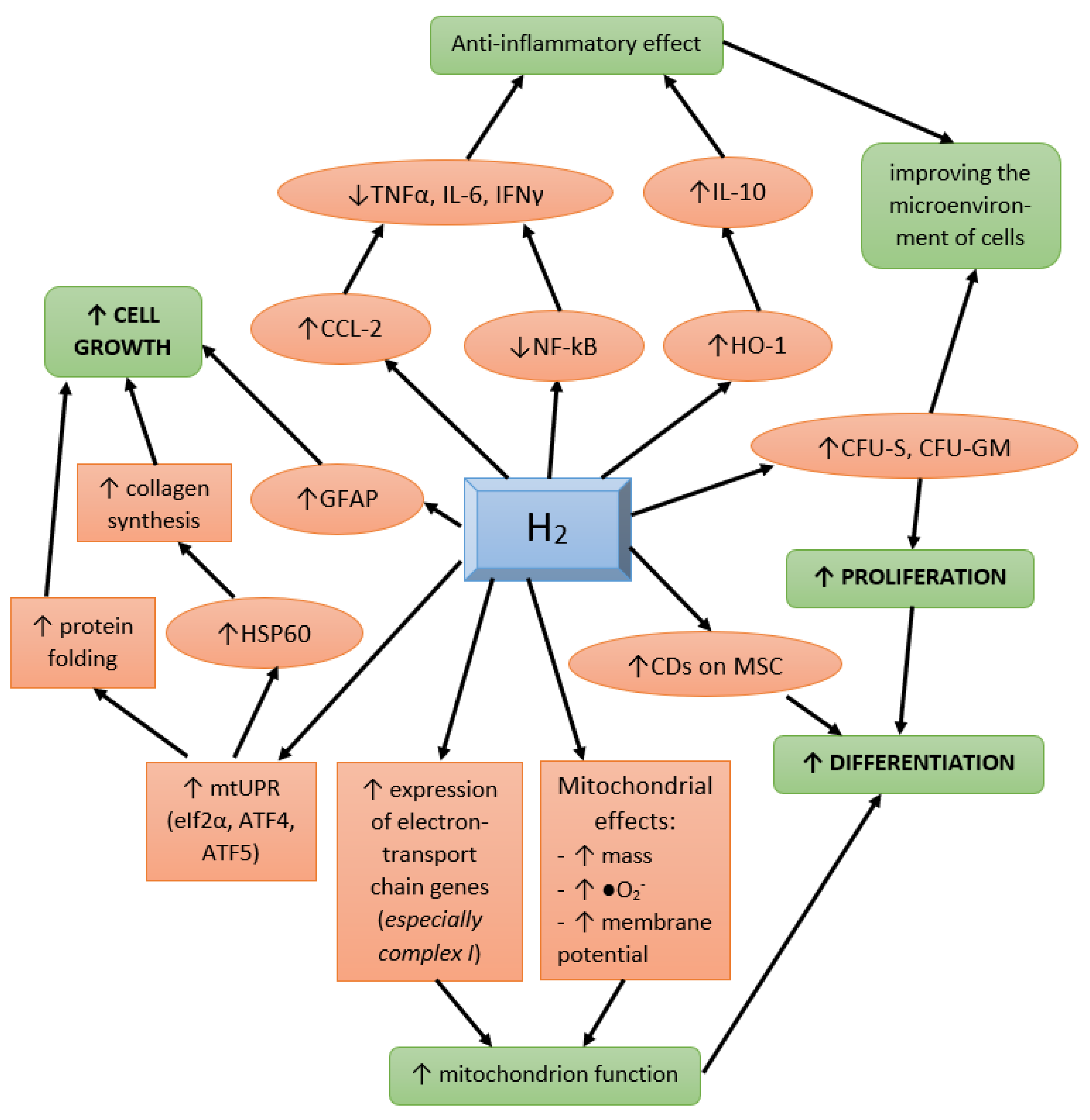 Antioxidants 12 00636 g006 Antioxidants 12 00636 g006