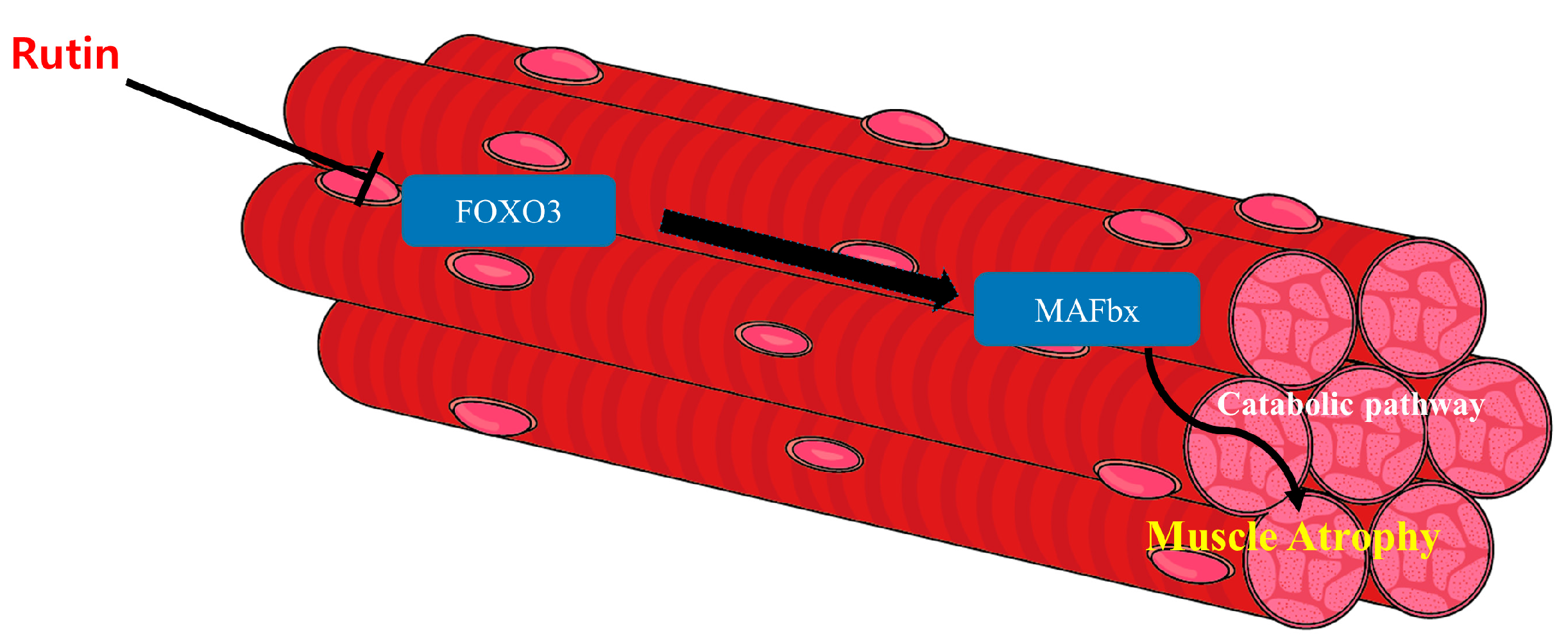 Antioxidants 12 00639 g007 Antioxidants 12 00639 g007