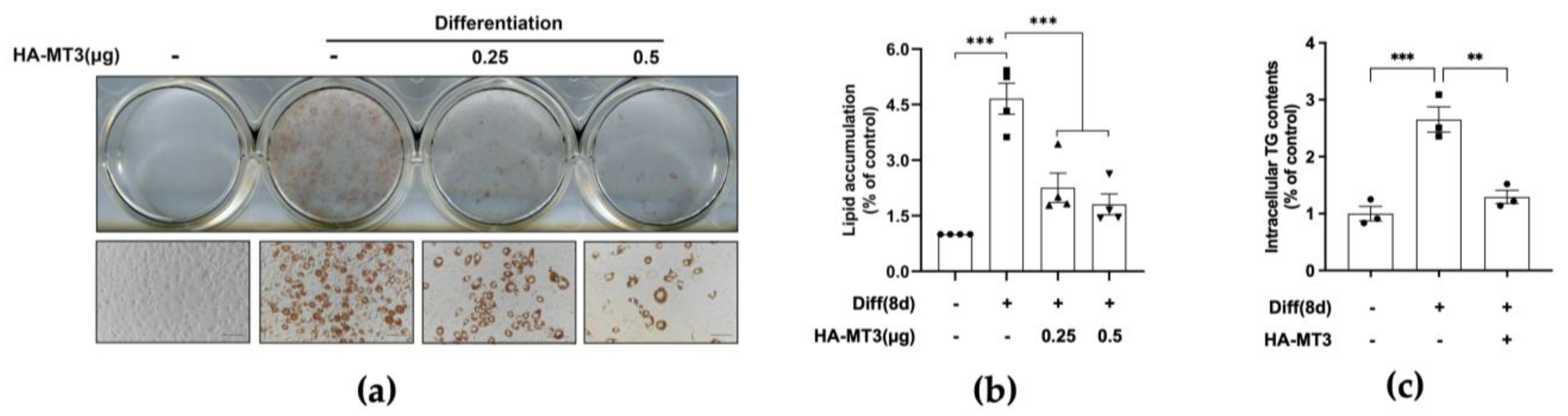 Antioxidants 12 00640 g003 Antioxidants 12 00640 g003