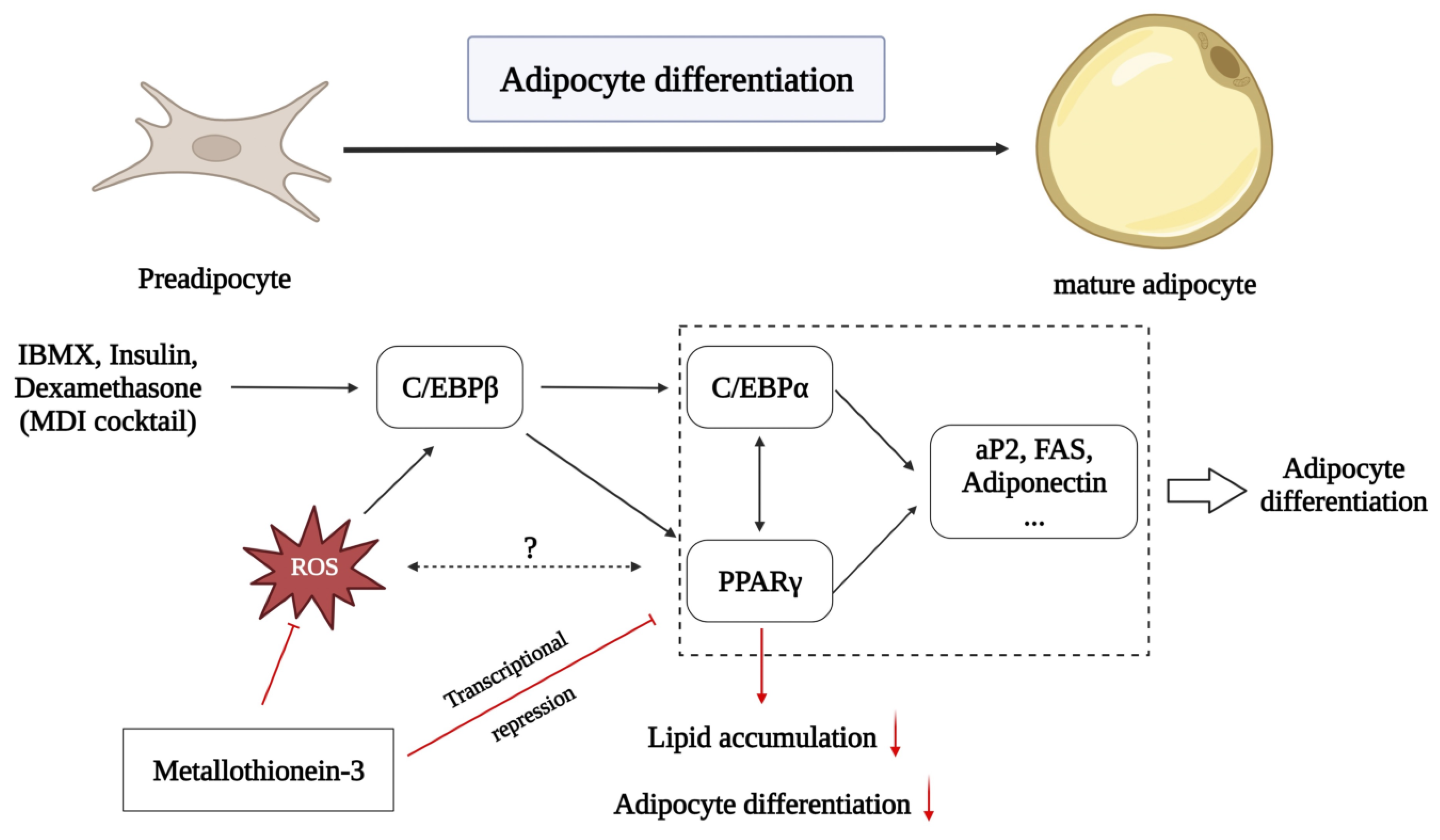 Antioxidants 12 00640 g008 Antioxidants 12 00640 g008