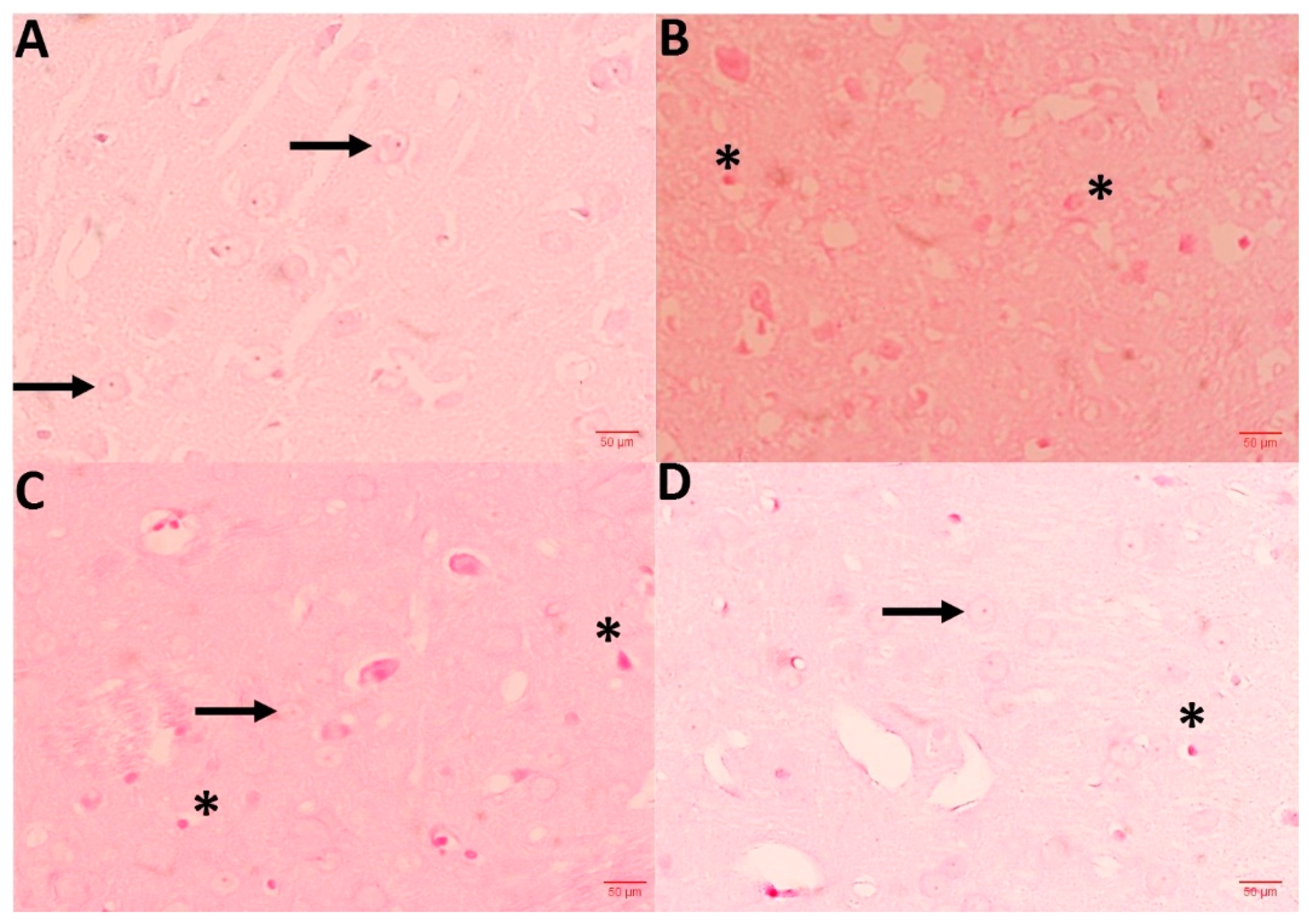 Antioxidants 12 00644 g007 Antioxidants 12 00644 g007