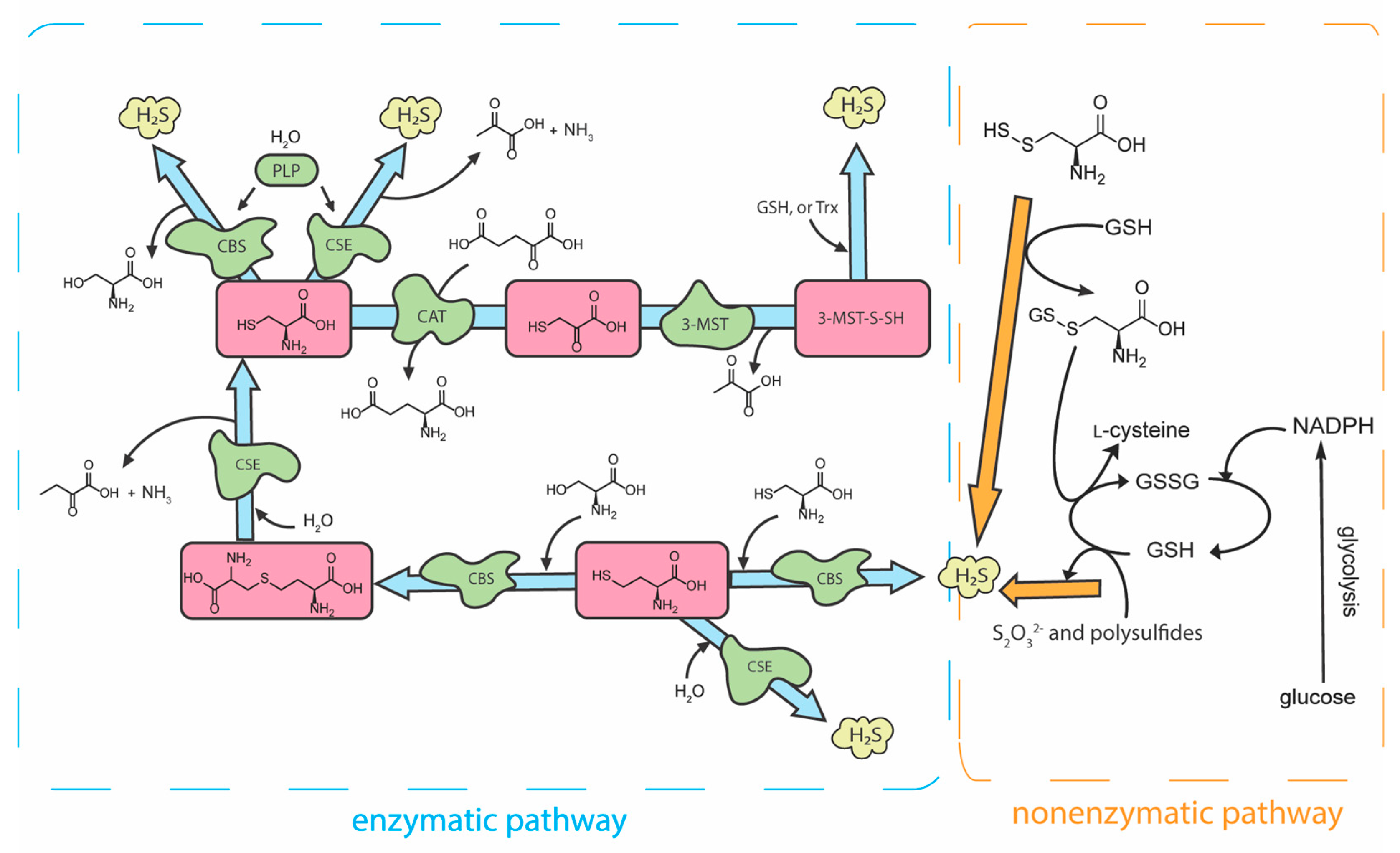 Antioxidants 12 00650 g001 Antioxidants 12 00650 g001