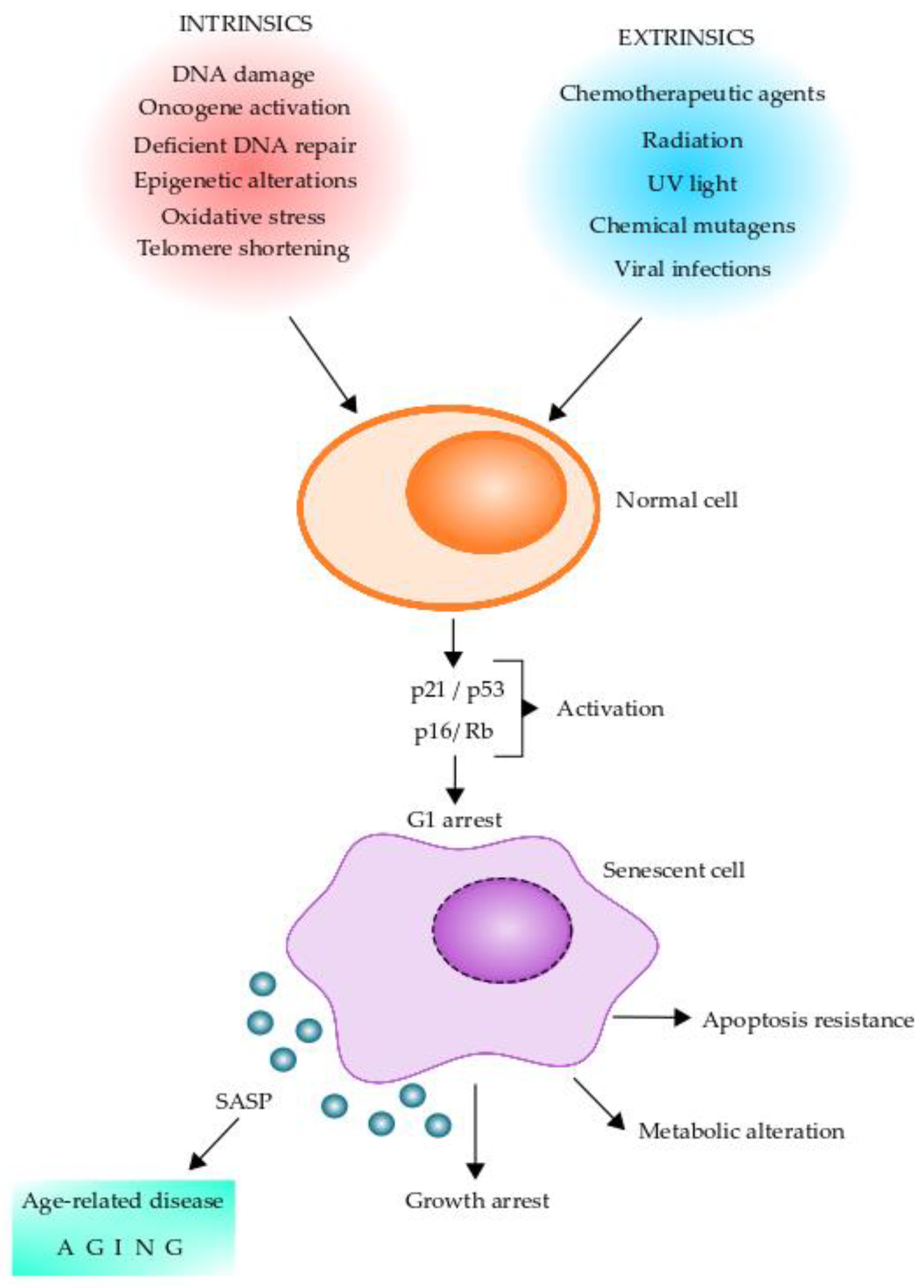 Aging Hallmarks and the Role of Oxidative Stress