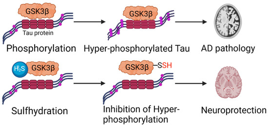 Advances of H2S in Regulating Neurodegenerative Diseases by Preserving ...