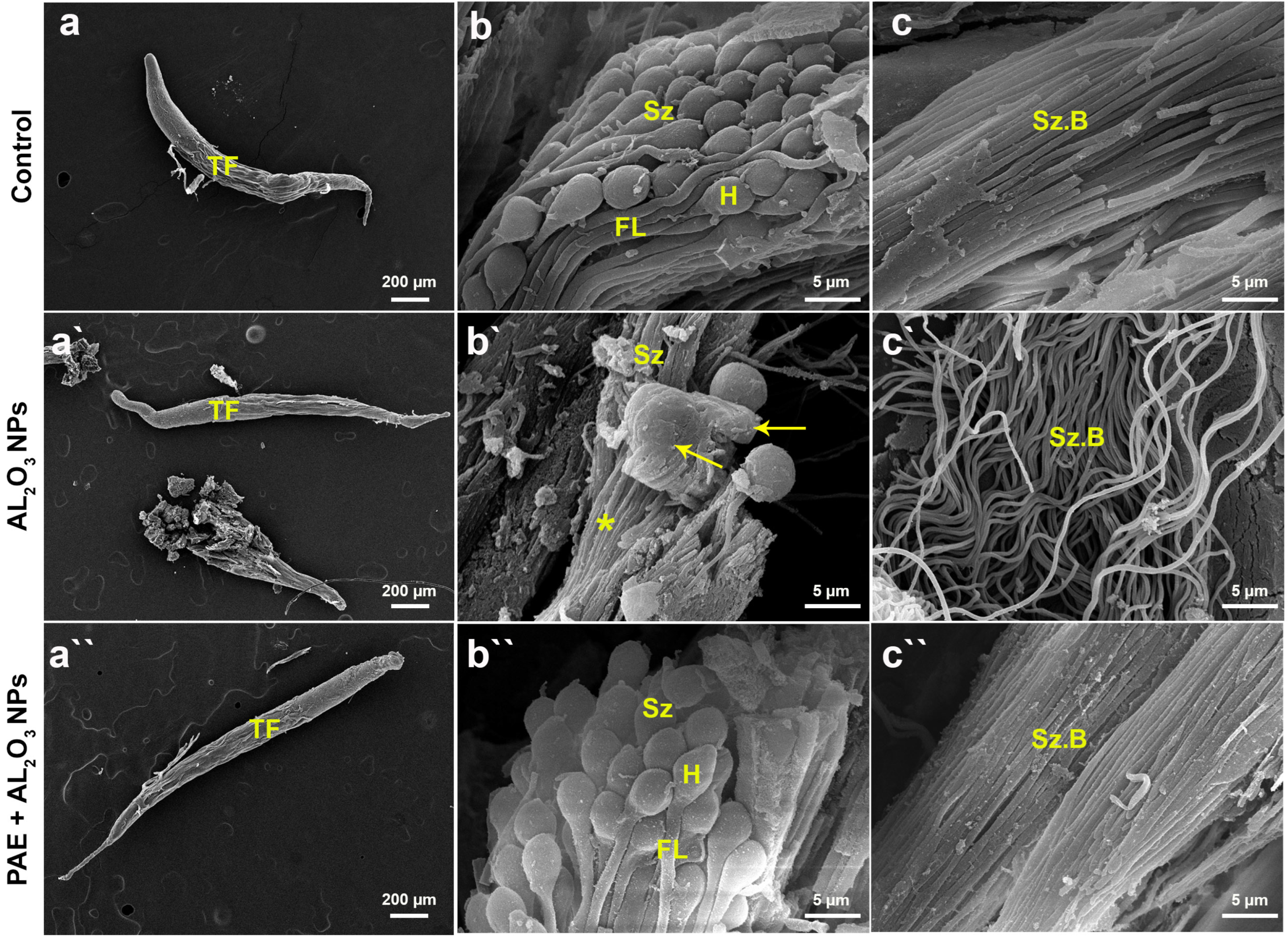 Antioxidants 12 00653 g011