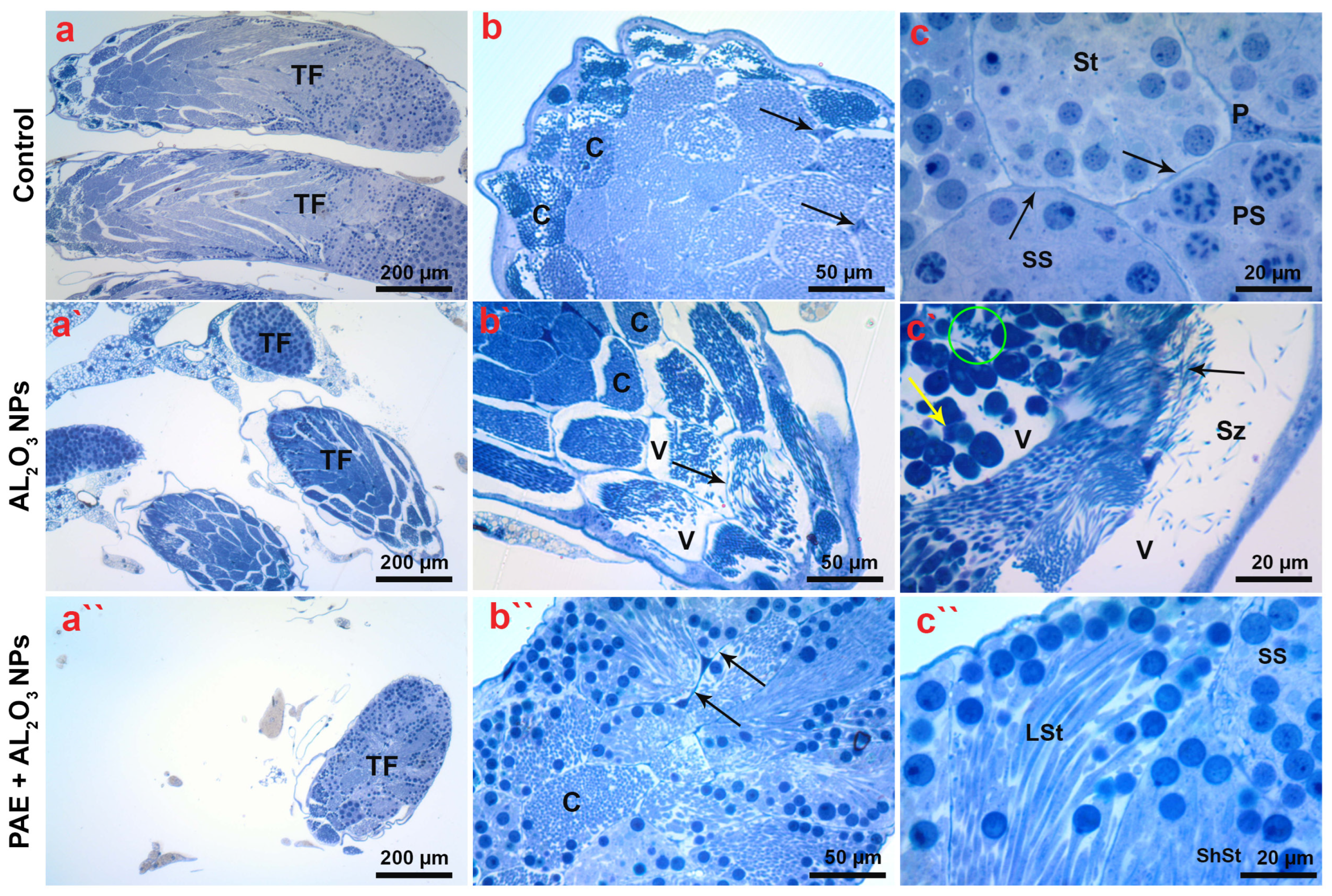 Antioxidants 12 00653 g012