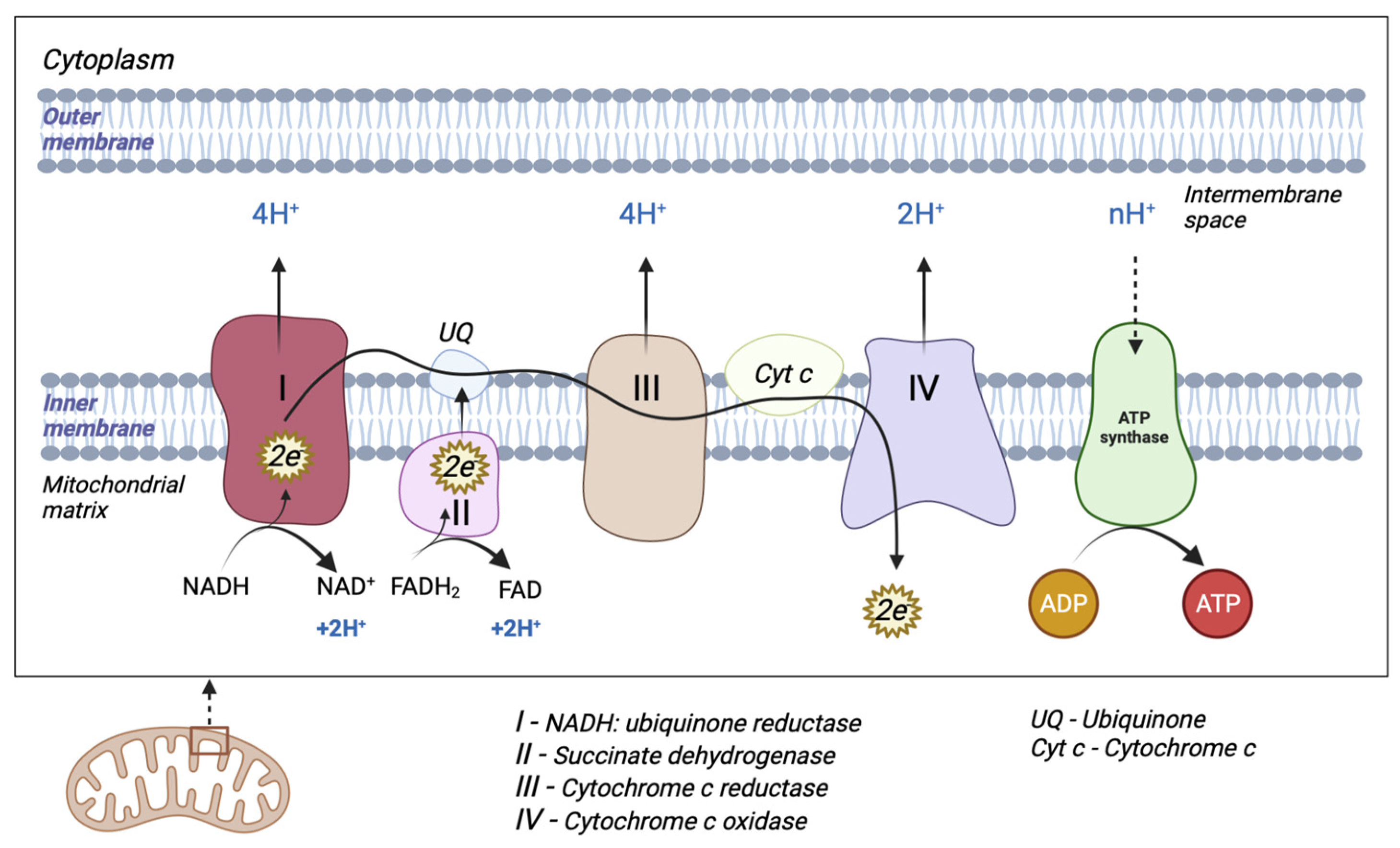 Antioxidants | Free Full-Text | Mitochondrial Dysfunction