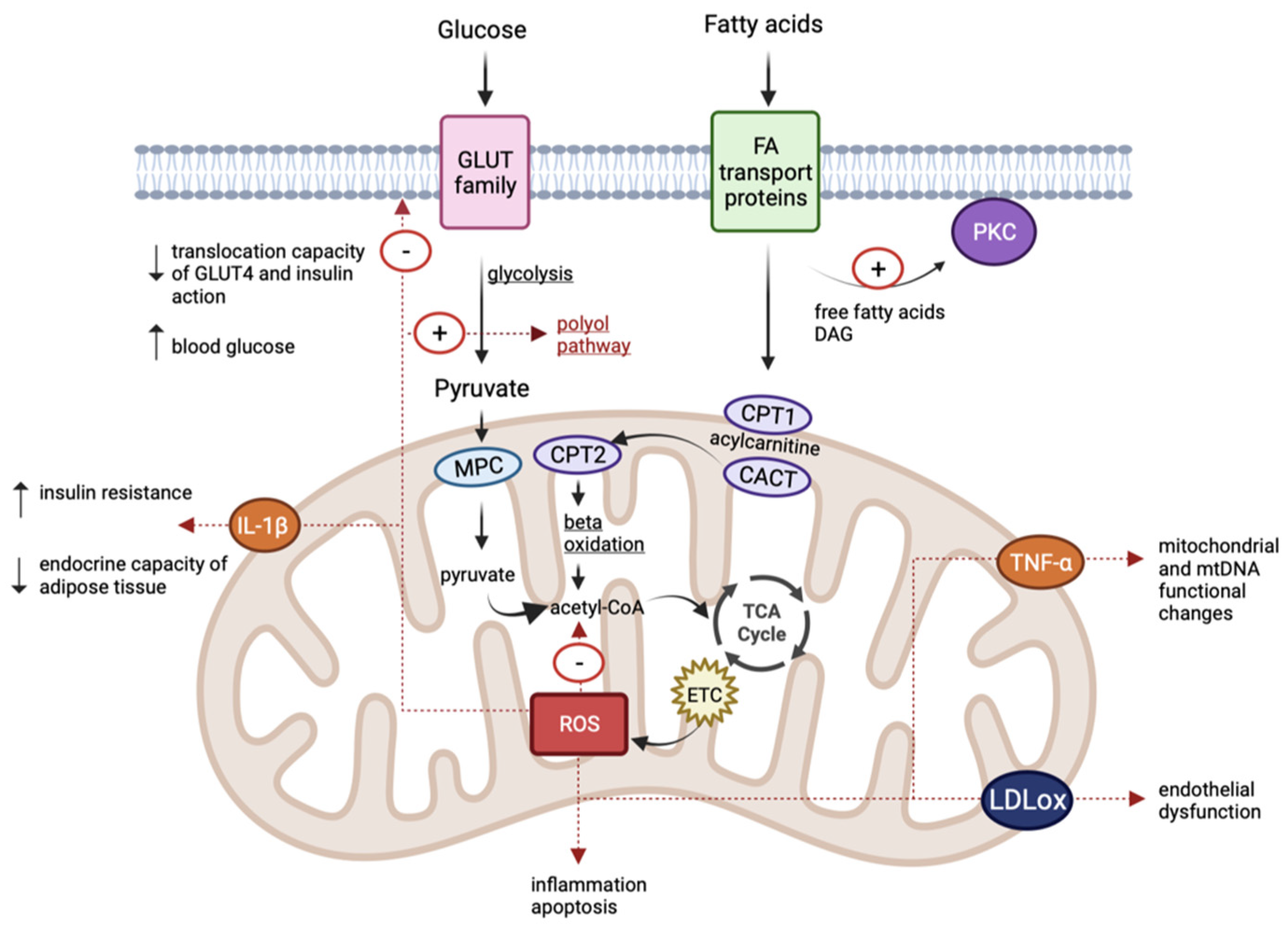 Antioxidants 12 00658 g002