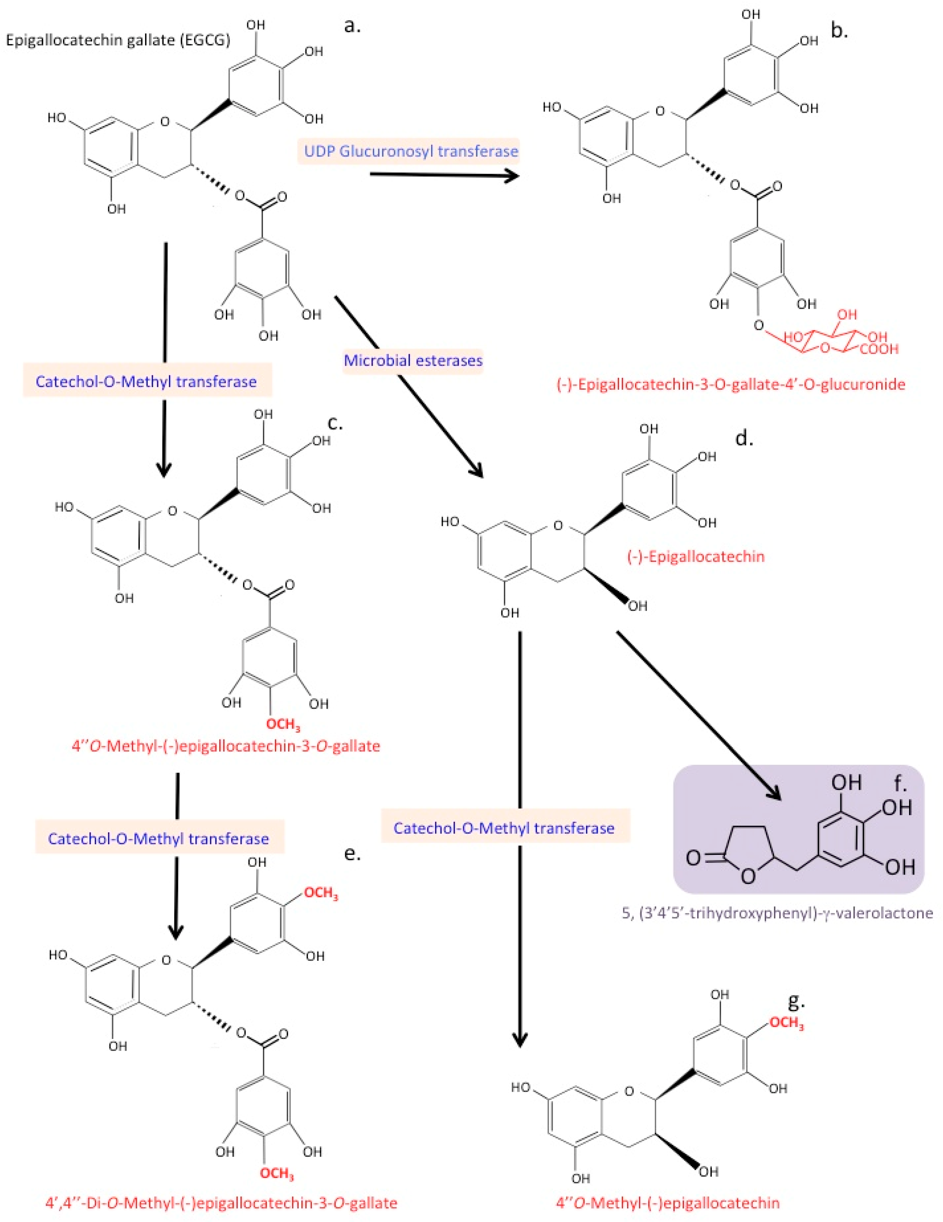 Antioxidants 12 00663 g011 Antioxidants 12 00663 g011