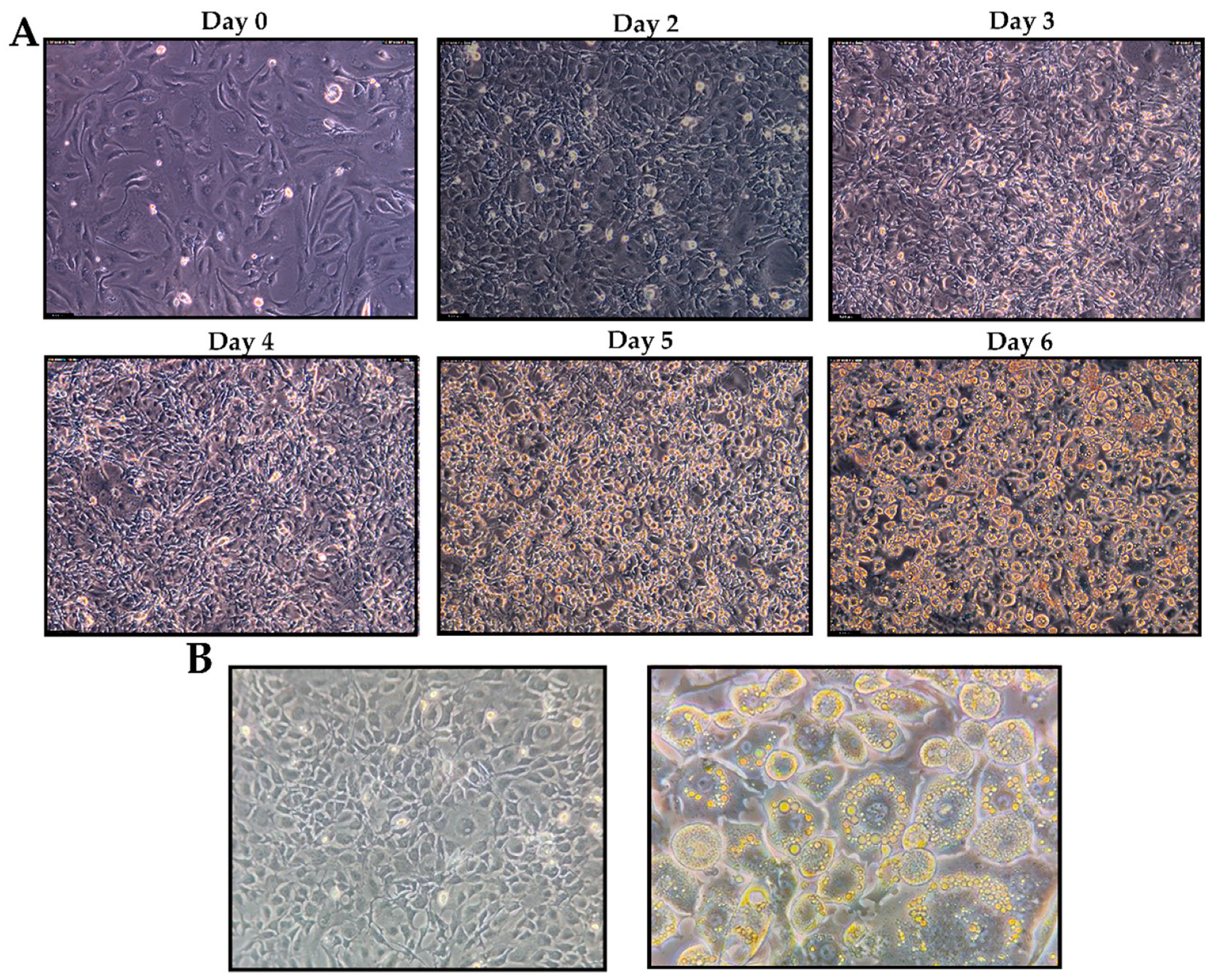 Antioxidants 12 00664 g009