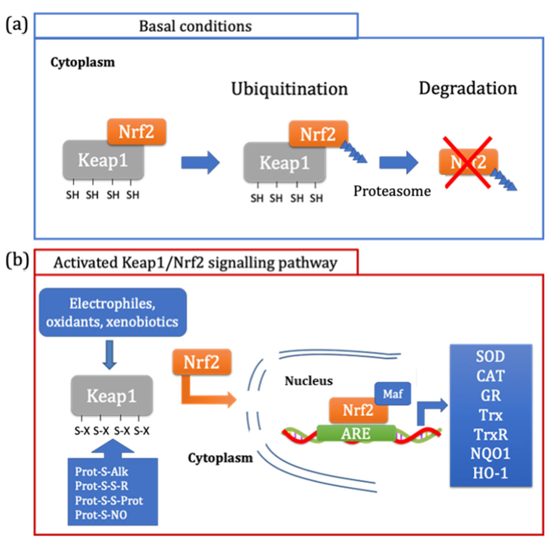 Antioxidants 12 00665 g003