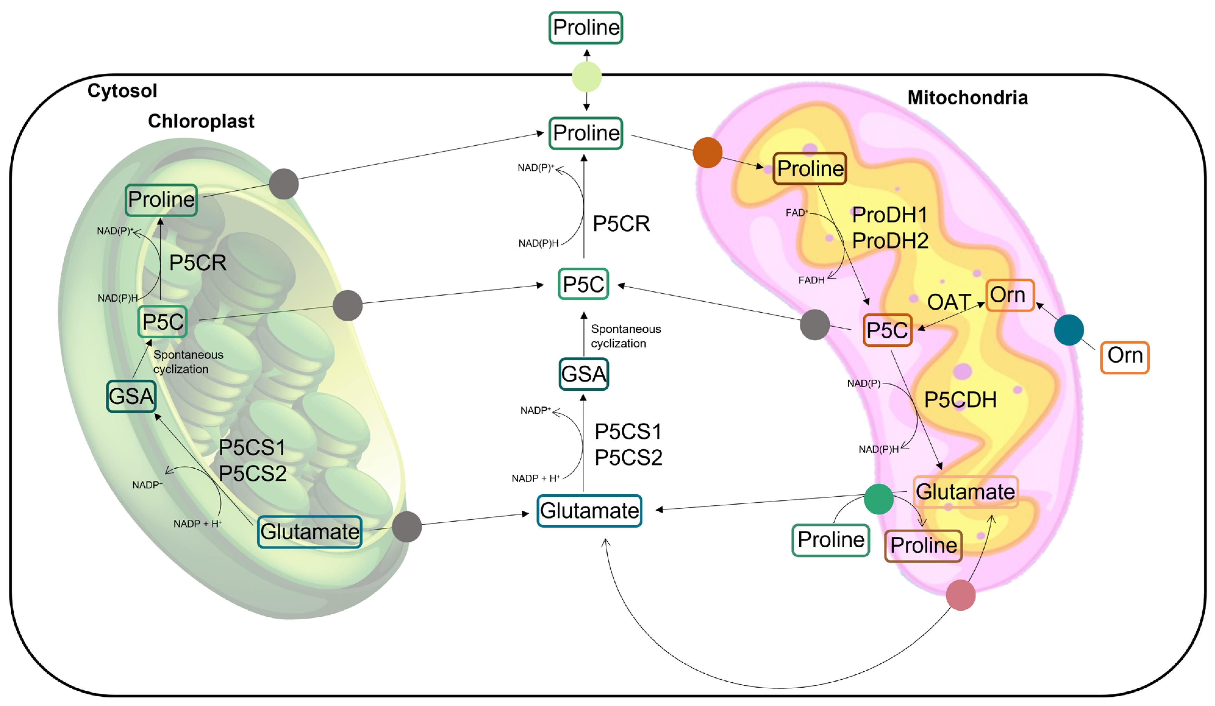Antioxidants 12 00666 g001 Antioxidants 12 00666 g001