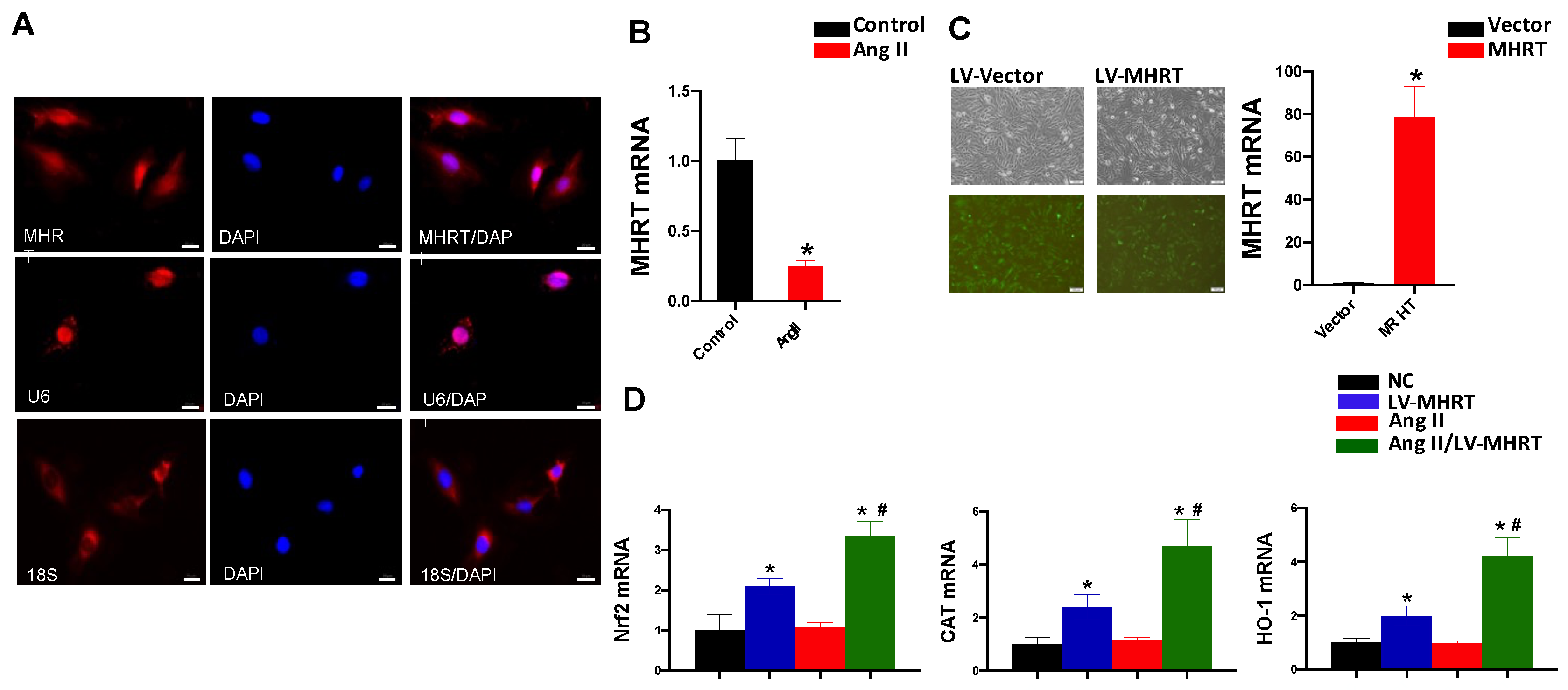 Antioxidants 12 00672 g004