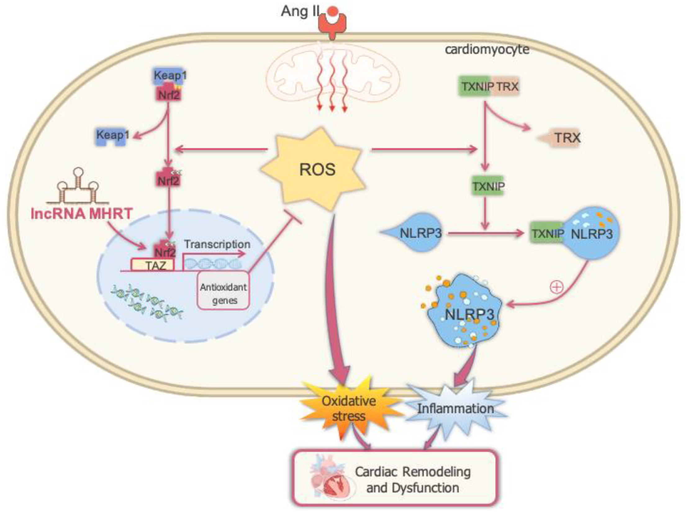 Antioxidants 12 00672 g007