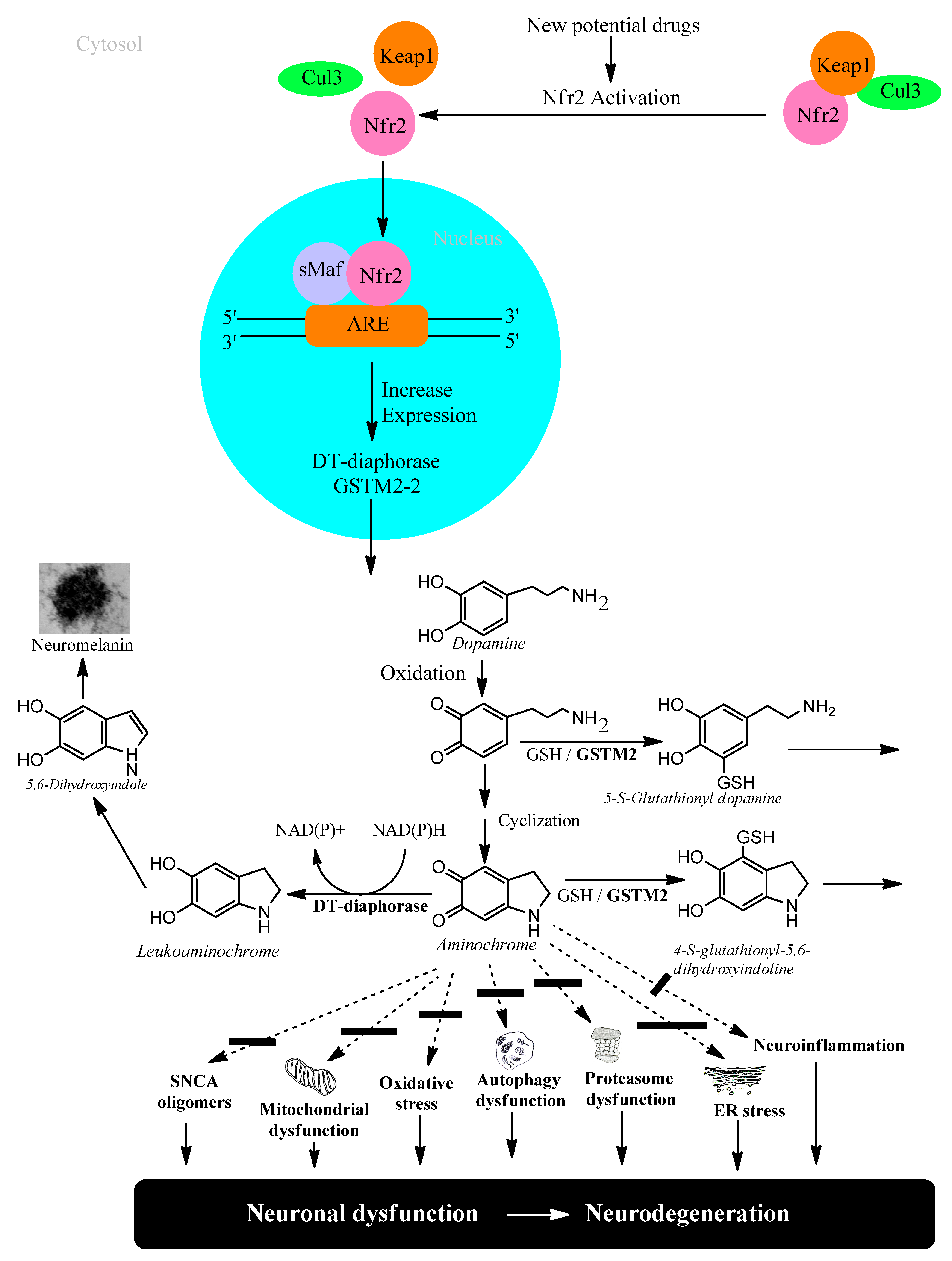 Antioxidants 12 00673 g002