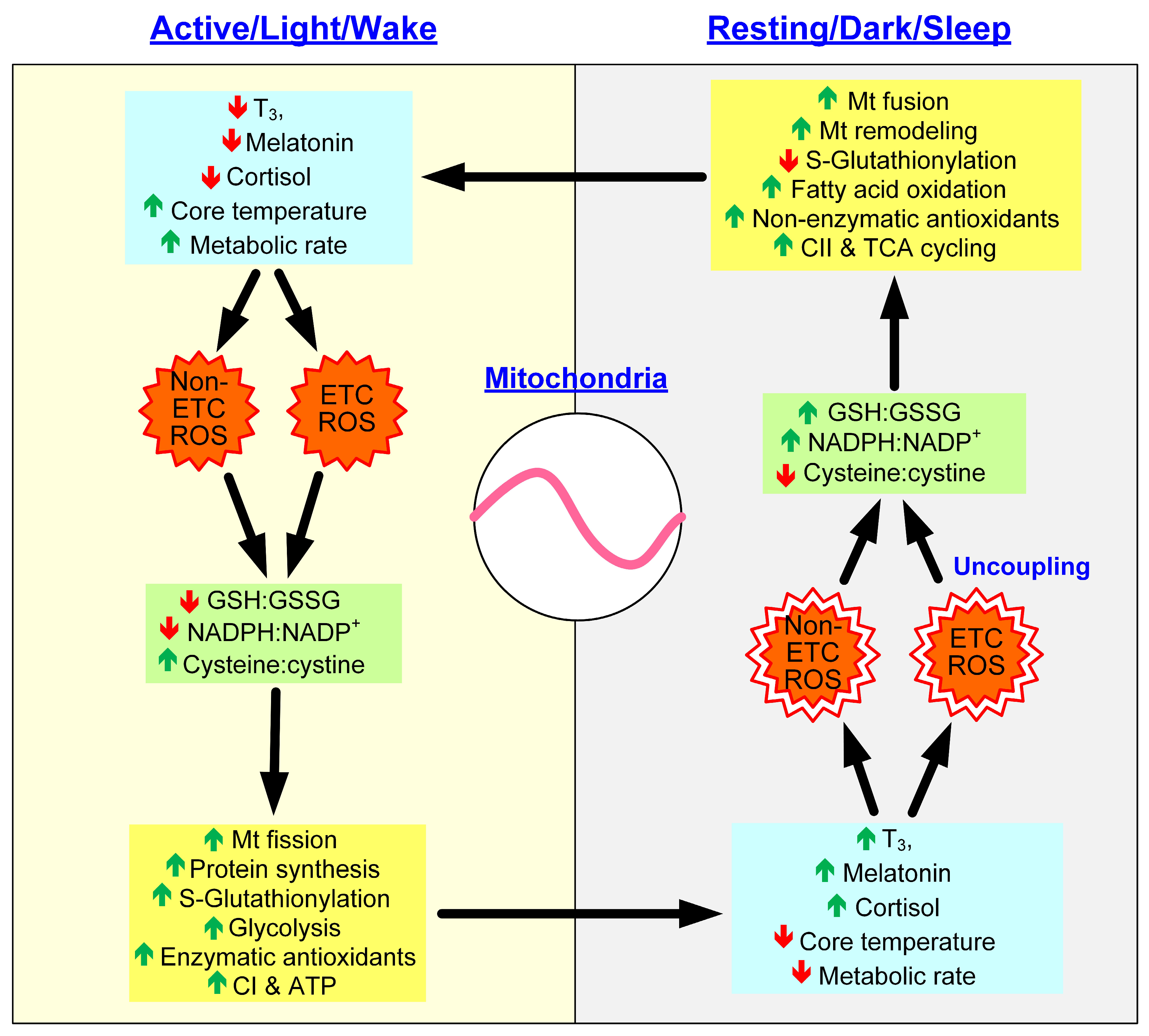 Antioxidants 12 00674 g002 Antioxidants 12 00674 g002