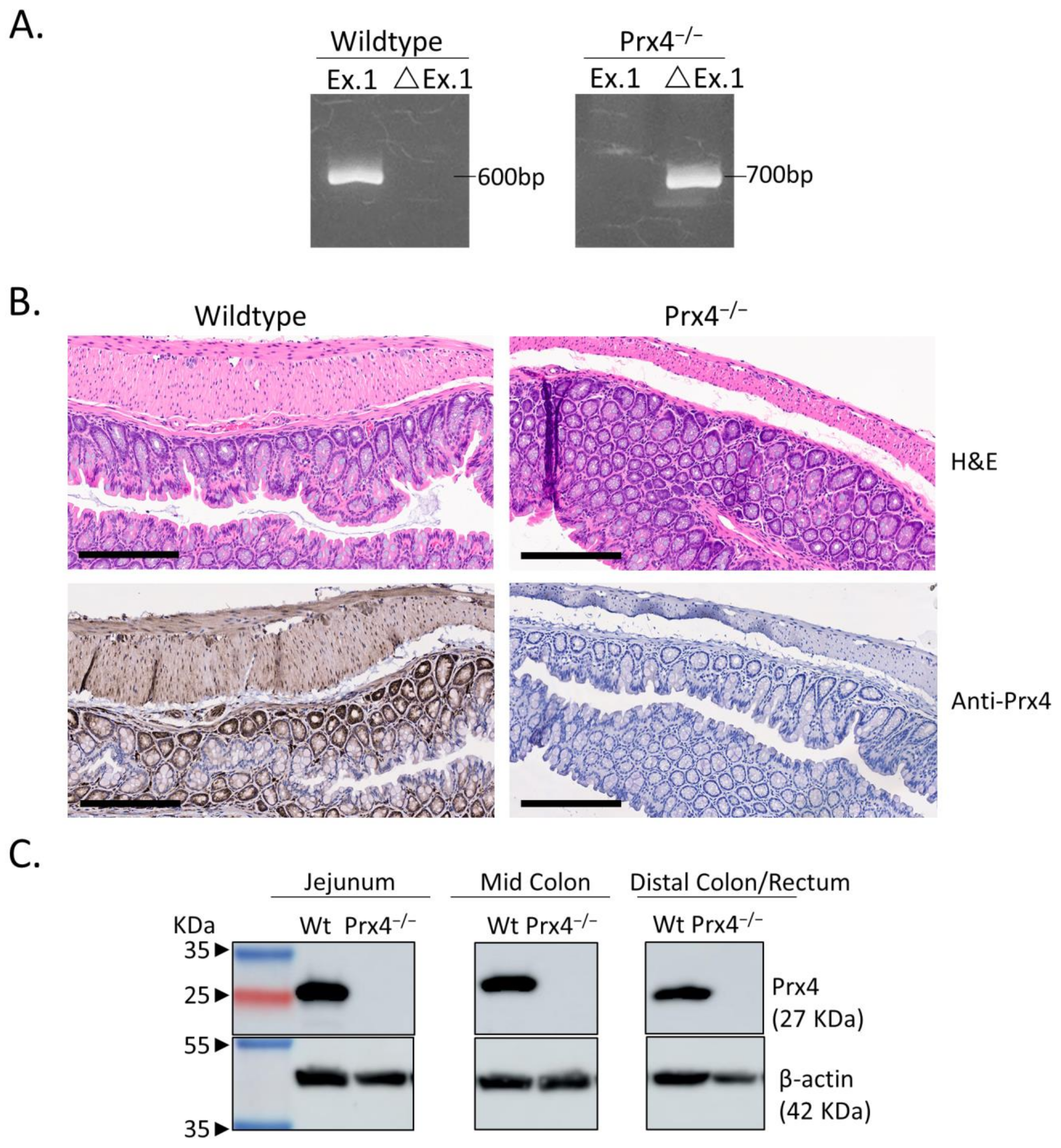 Antioxidants 12 00677 g001 Antioxidants 12 00677 g001