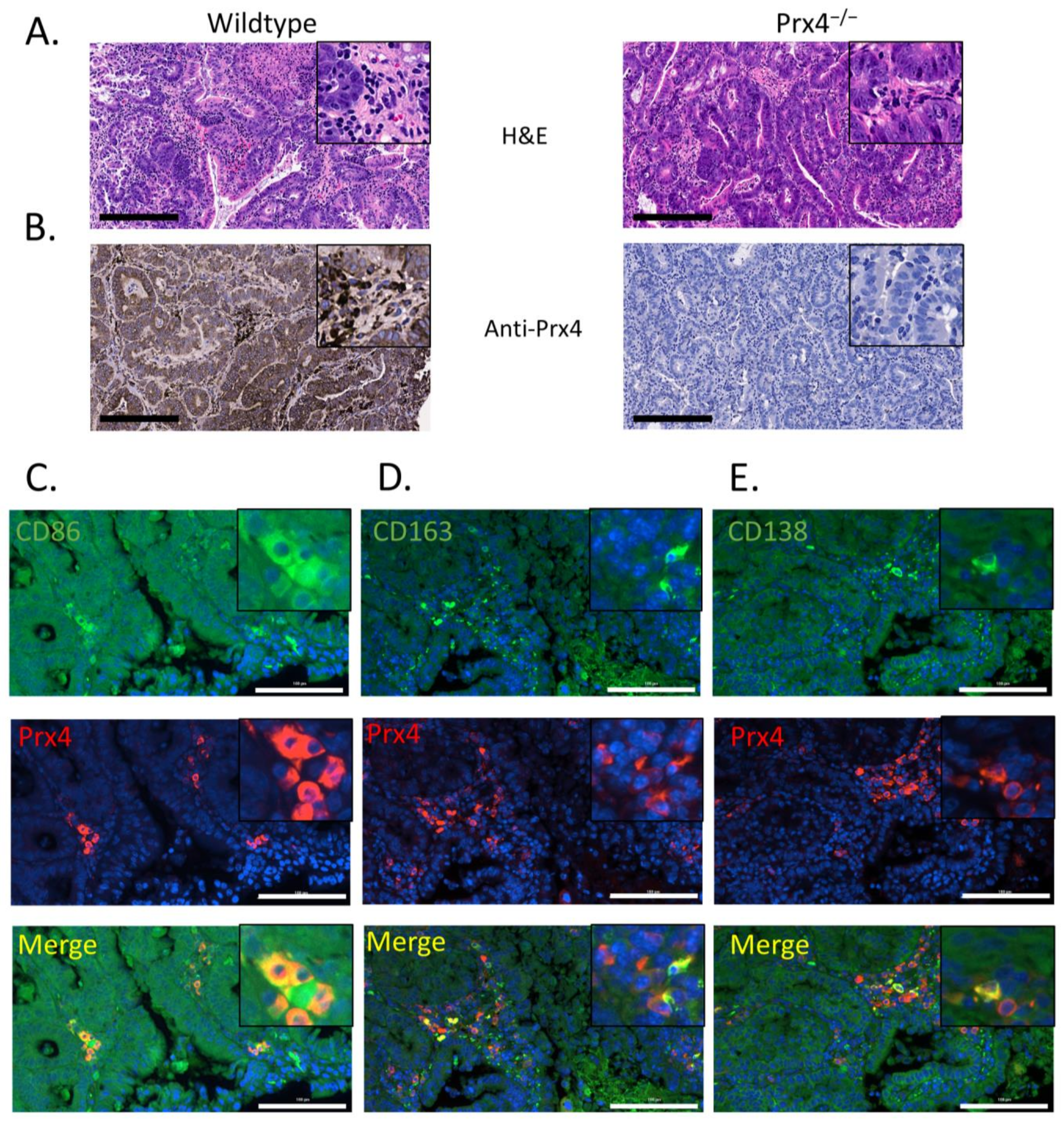 Antioxidants 12 00677 g003 Antioxidants 12 00677 g003