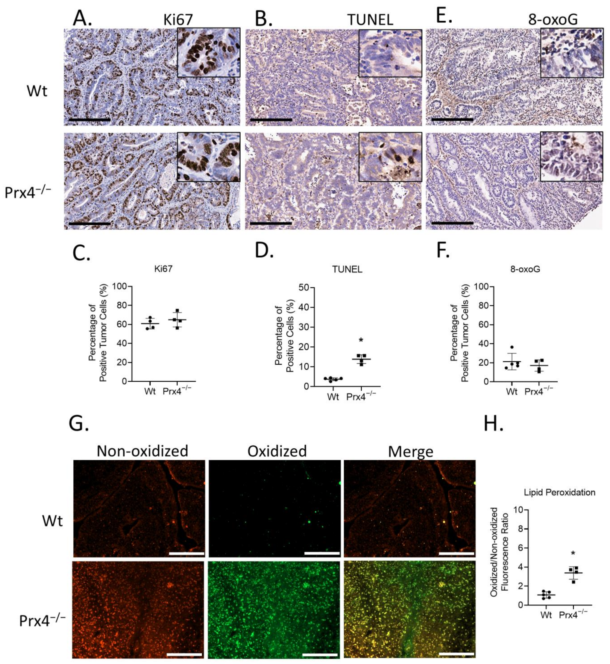 Antioxidants 12 00677 g005 Antioxidants 12 00677 g005