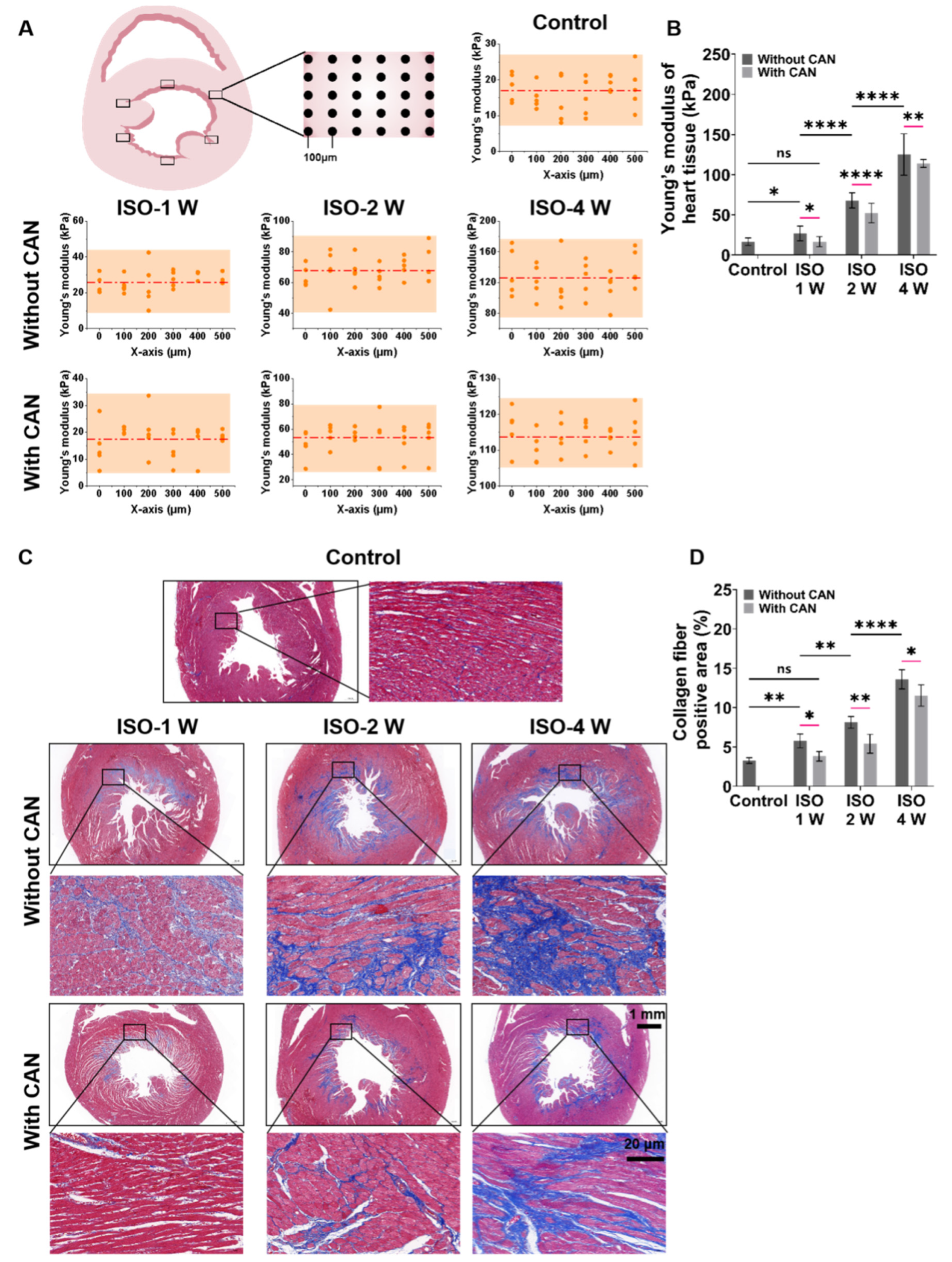 Antioxidants 12 00679 g001 Antioxidants 12 00679 g001