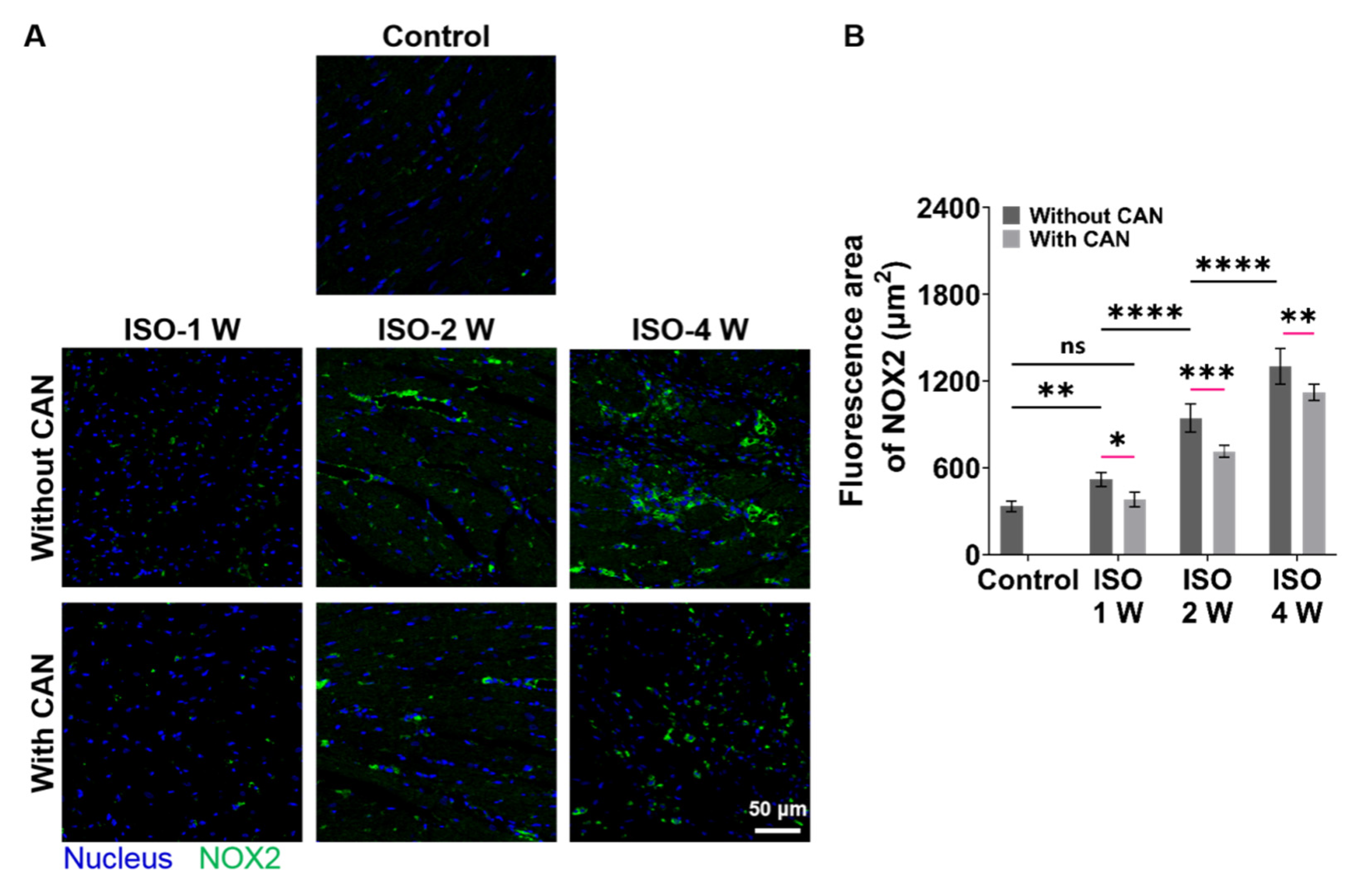 Antioxidants 12 00679 g004 Antioxidants 12 00679 g004