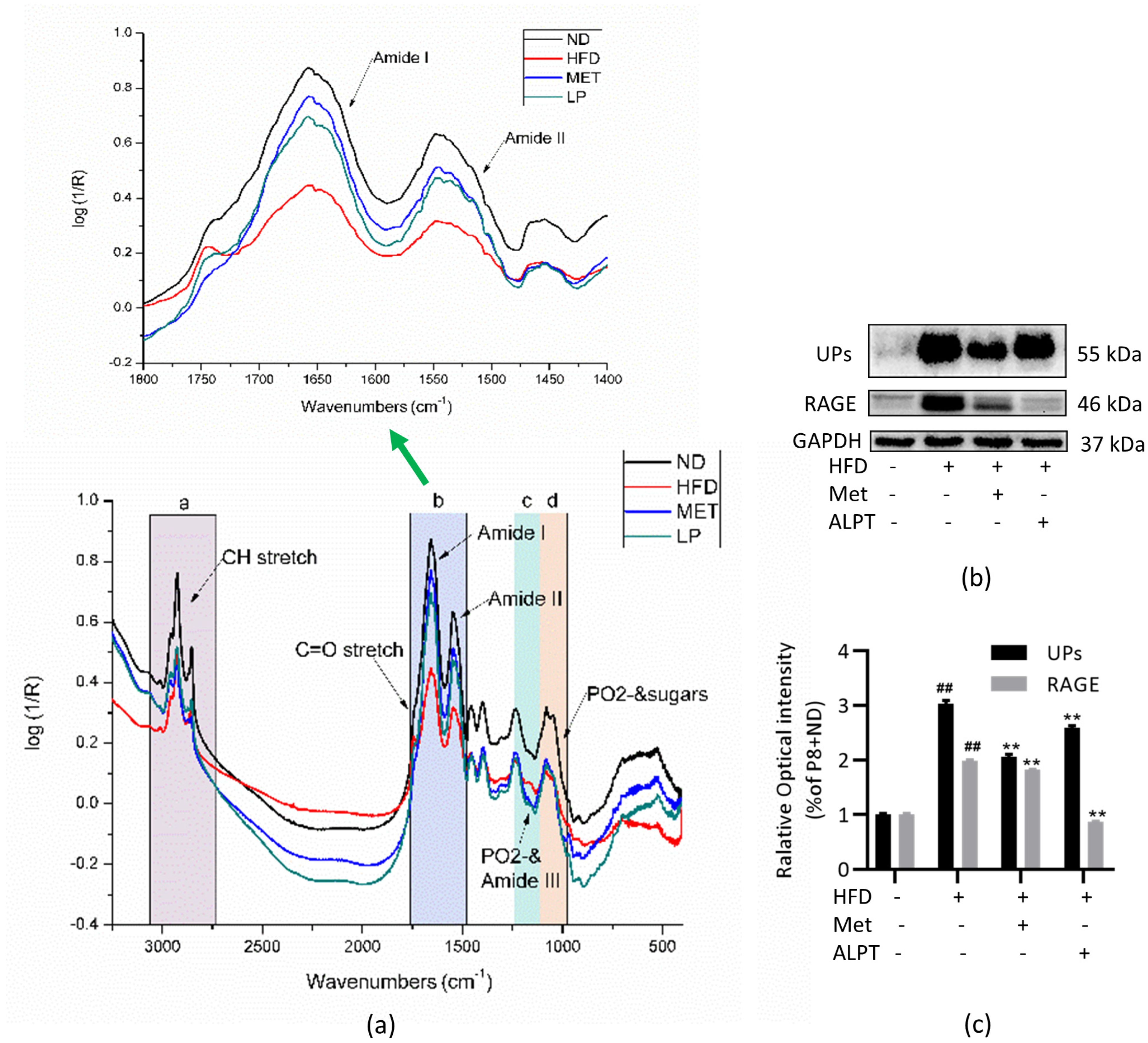Antioxidants 12 00685 g004
