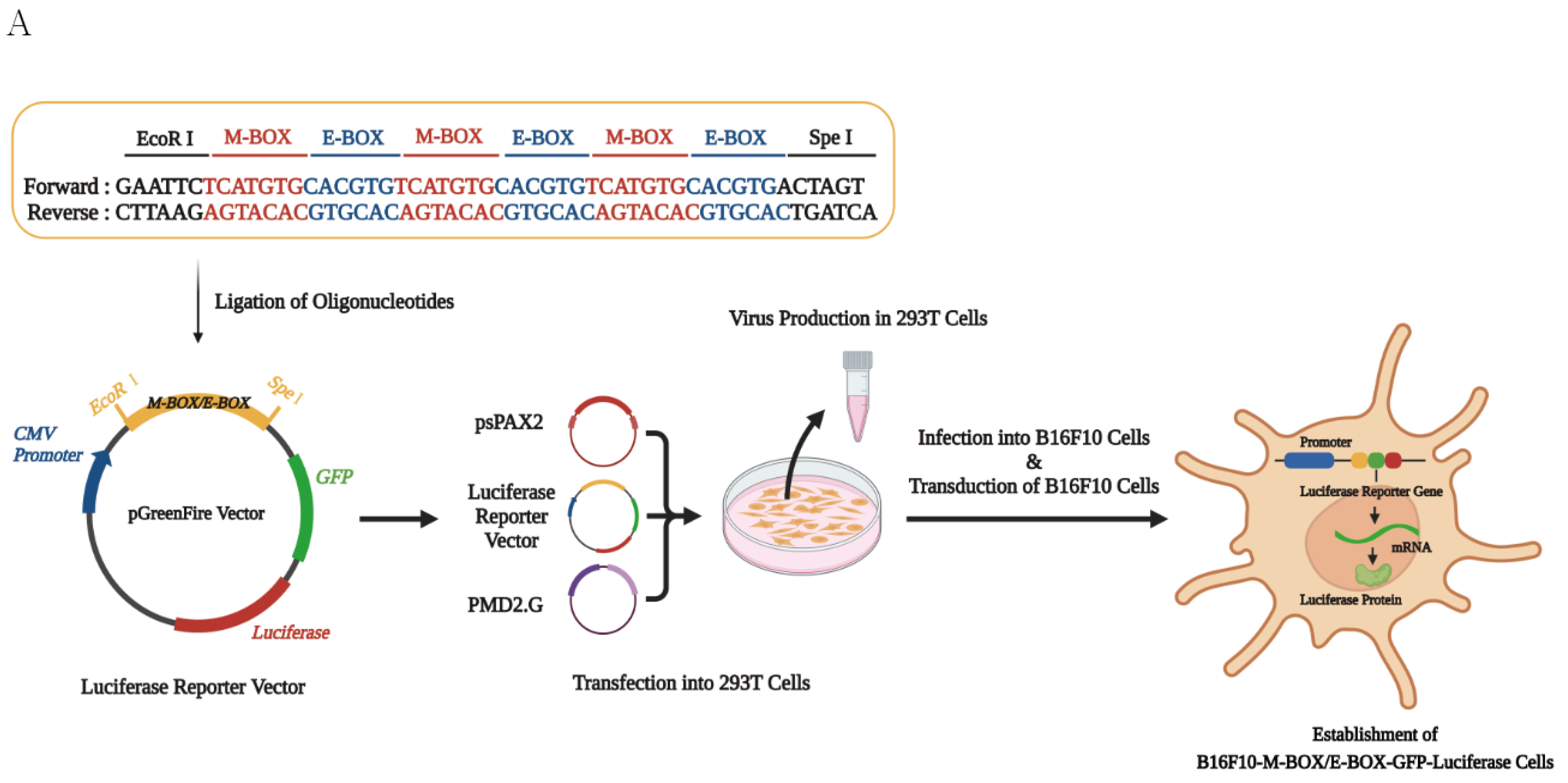 Antioxidants 12 00692 g003a Antioxidants 12 00692 g003a