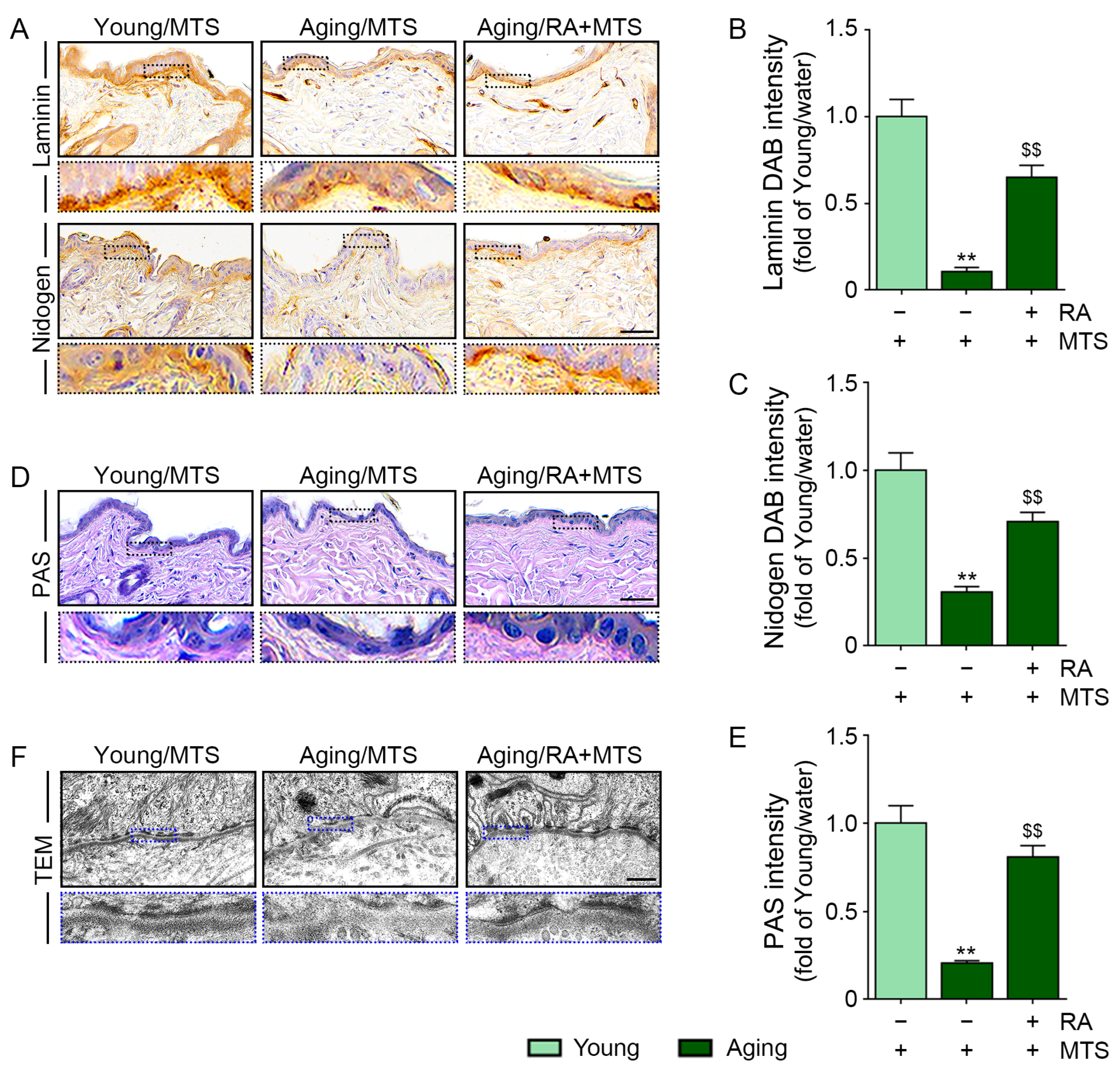 Antioxidants 12 00694 g005 Antioxidants 12 00694 g005