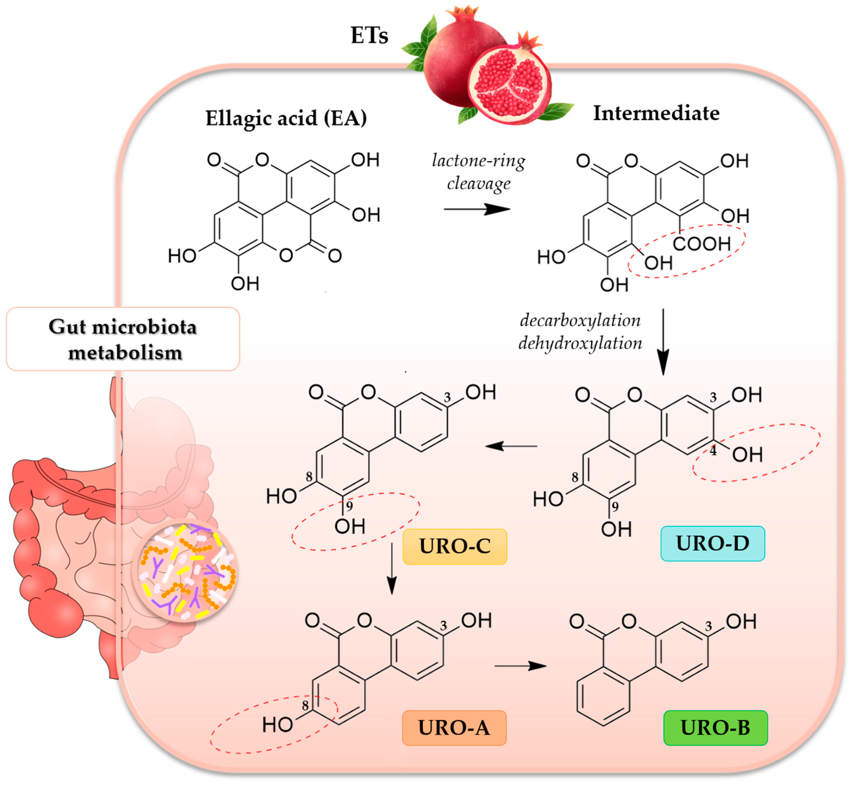 Antioxidants 12 00697 g001 Antioxidants 12 00697 g001