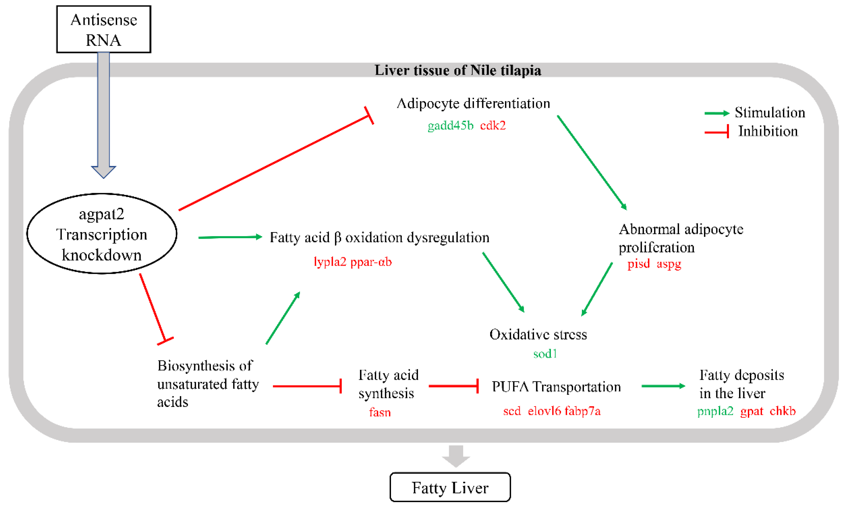 Antioxidants Free FullText Transcriptional Inhibition of AGPAT2