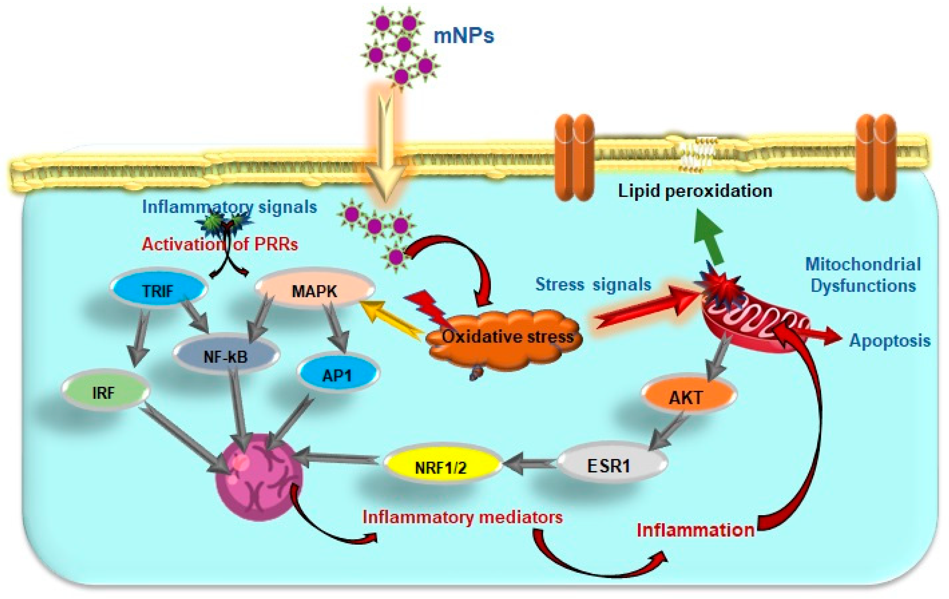 Antioxidants 12 00703 g005 Antioxidants 12 00703 g005