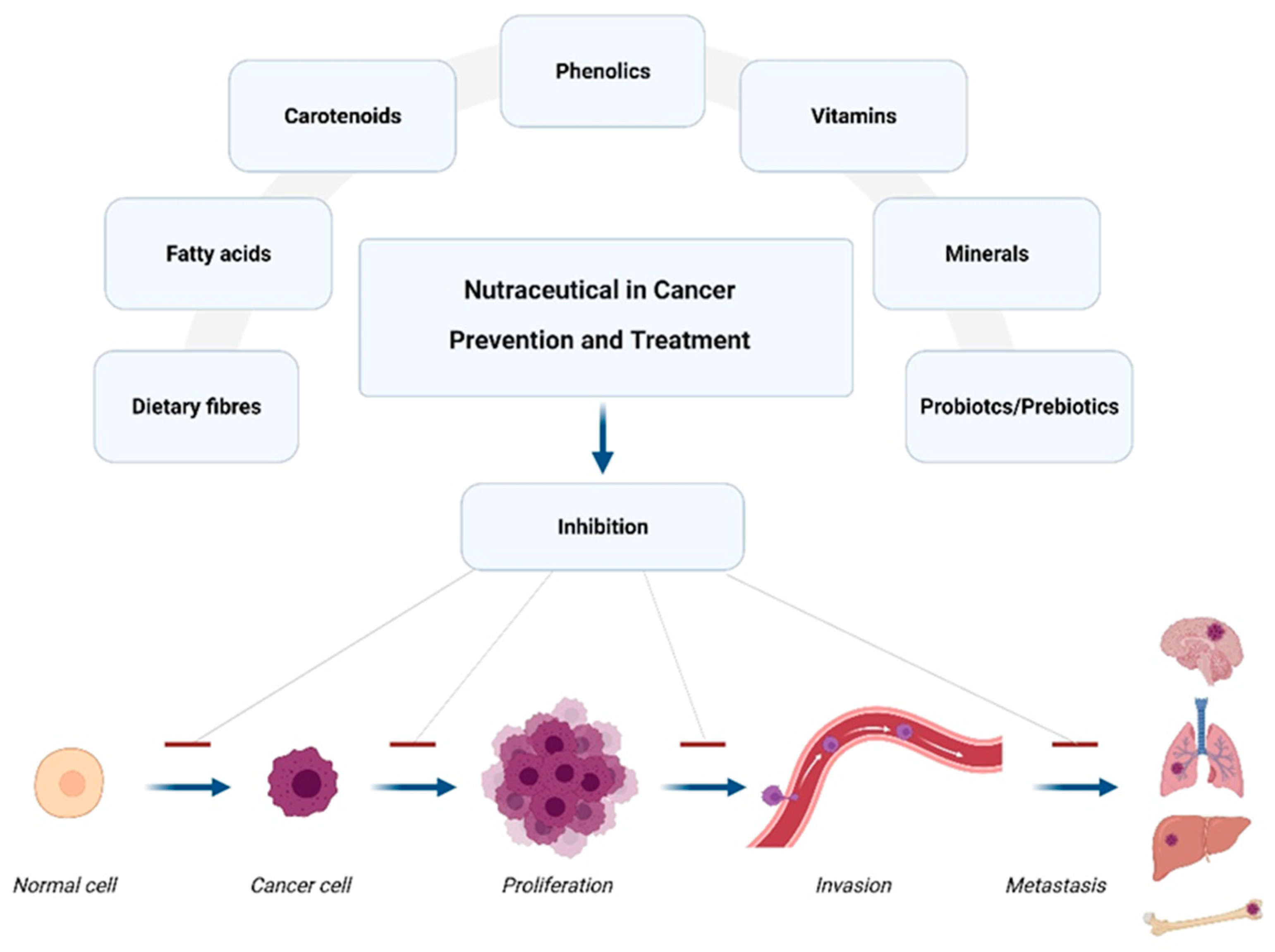 Antioxidants 12 00704 g002 Antioxidants 12 00704 g002