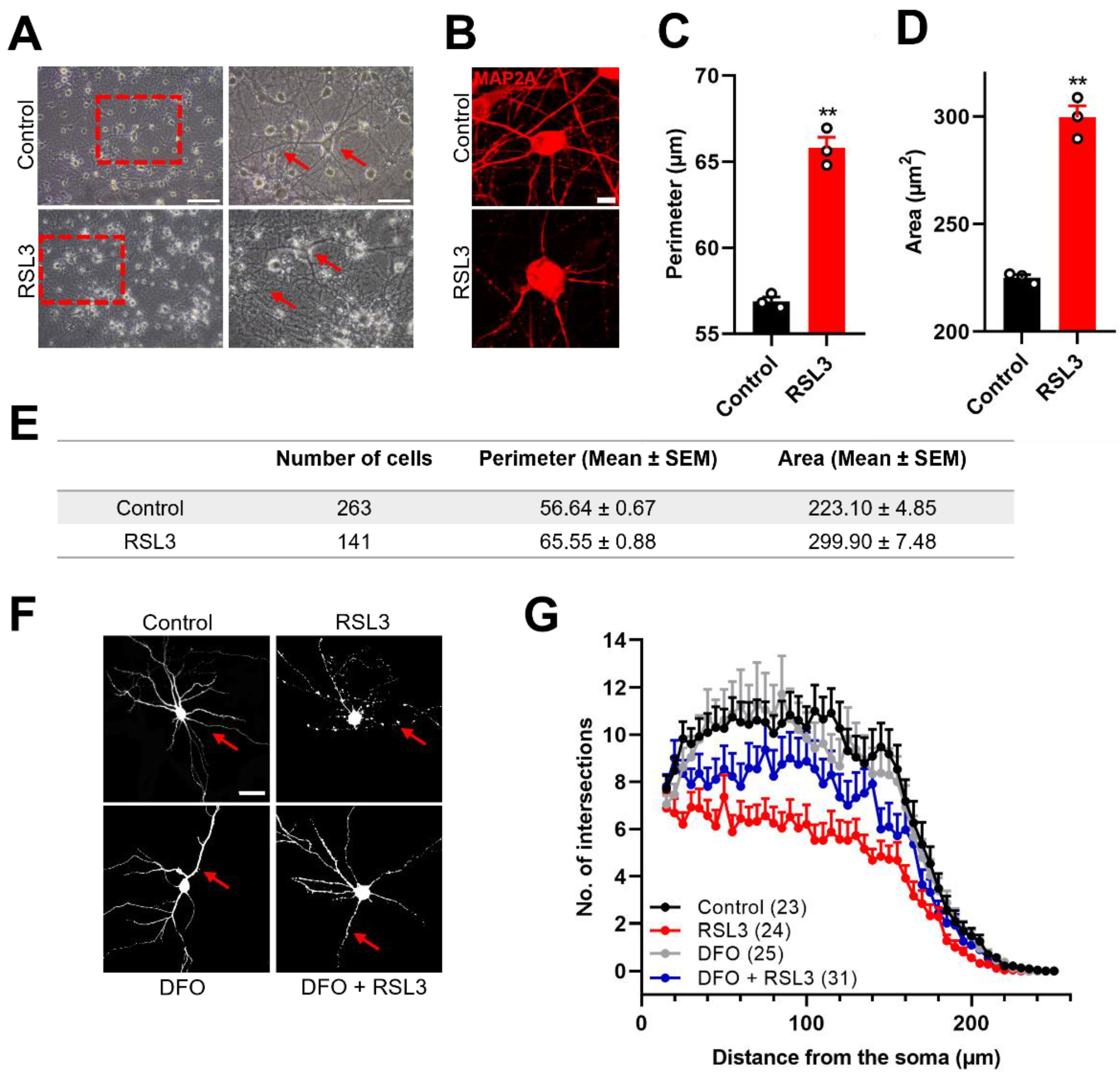 Antioxidants 12 00705 g003a Antioxidants 12 00705 g003a