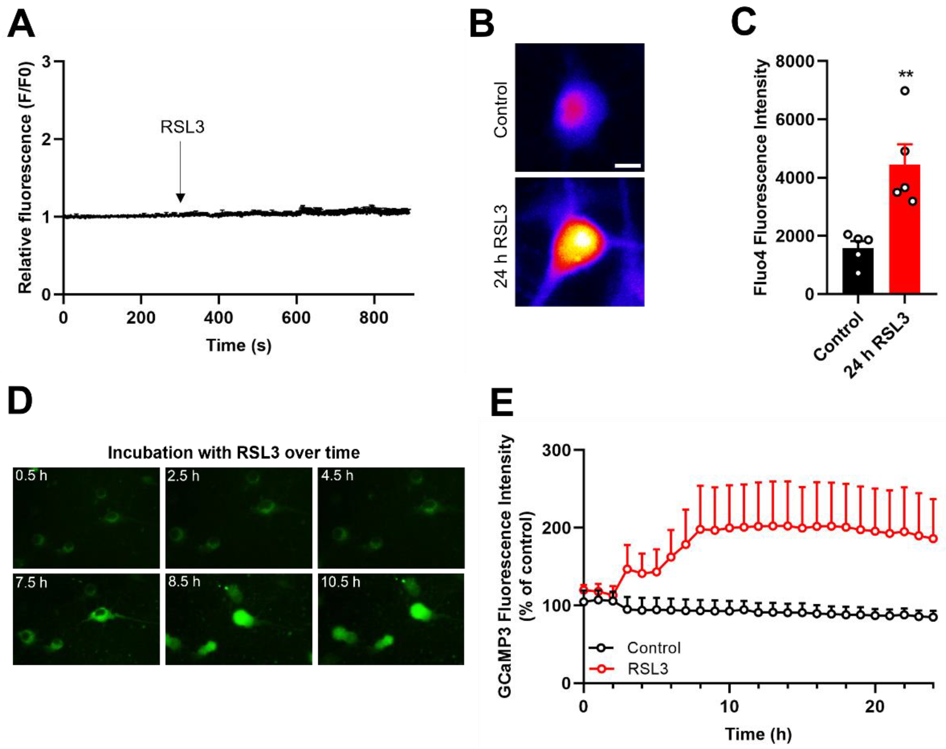 Antioxidants 12 00705 g004 Antioxidants 12 00705 g004