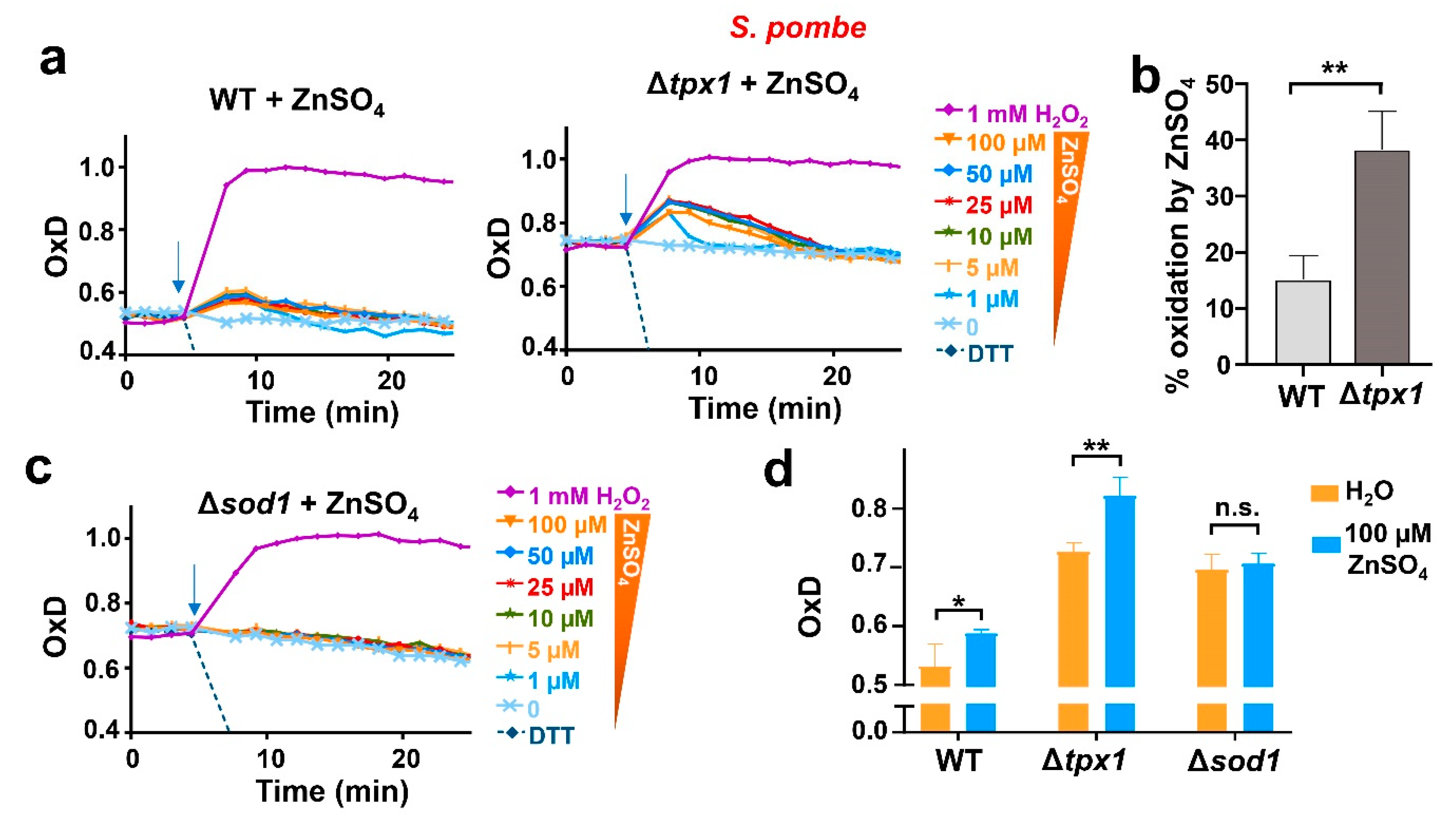 Antioxidants 12 00706 g004 Antioxidants 12 00706 g004