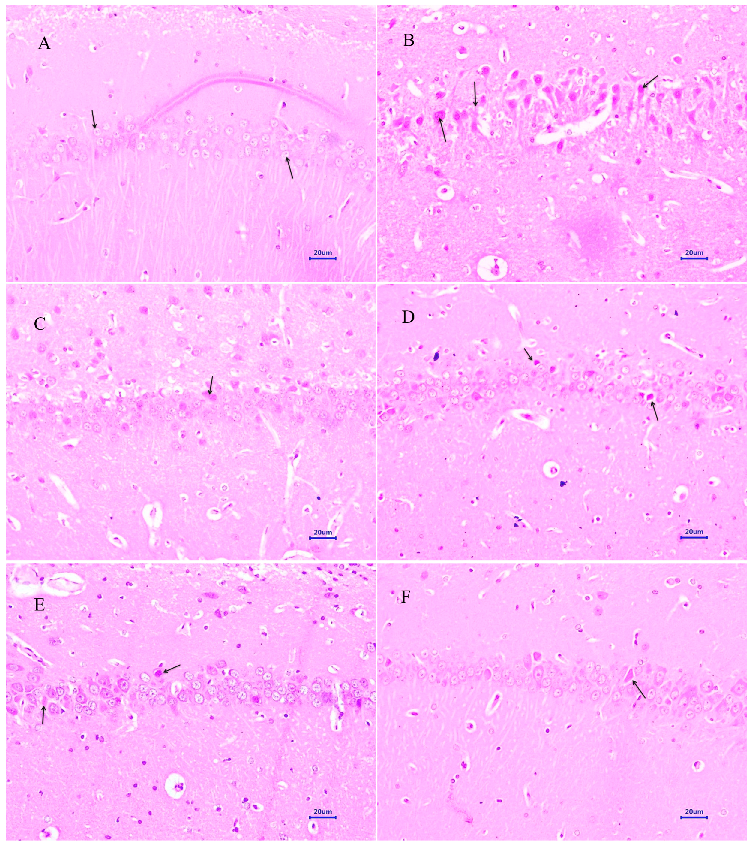 Antioxidants 12 00707 g006
