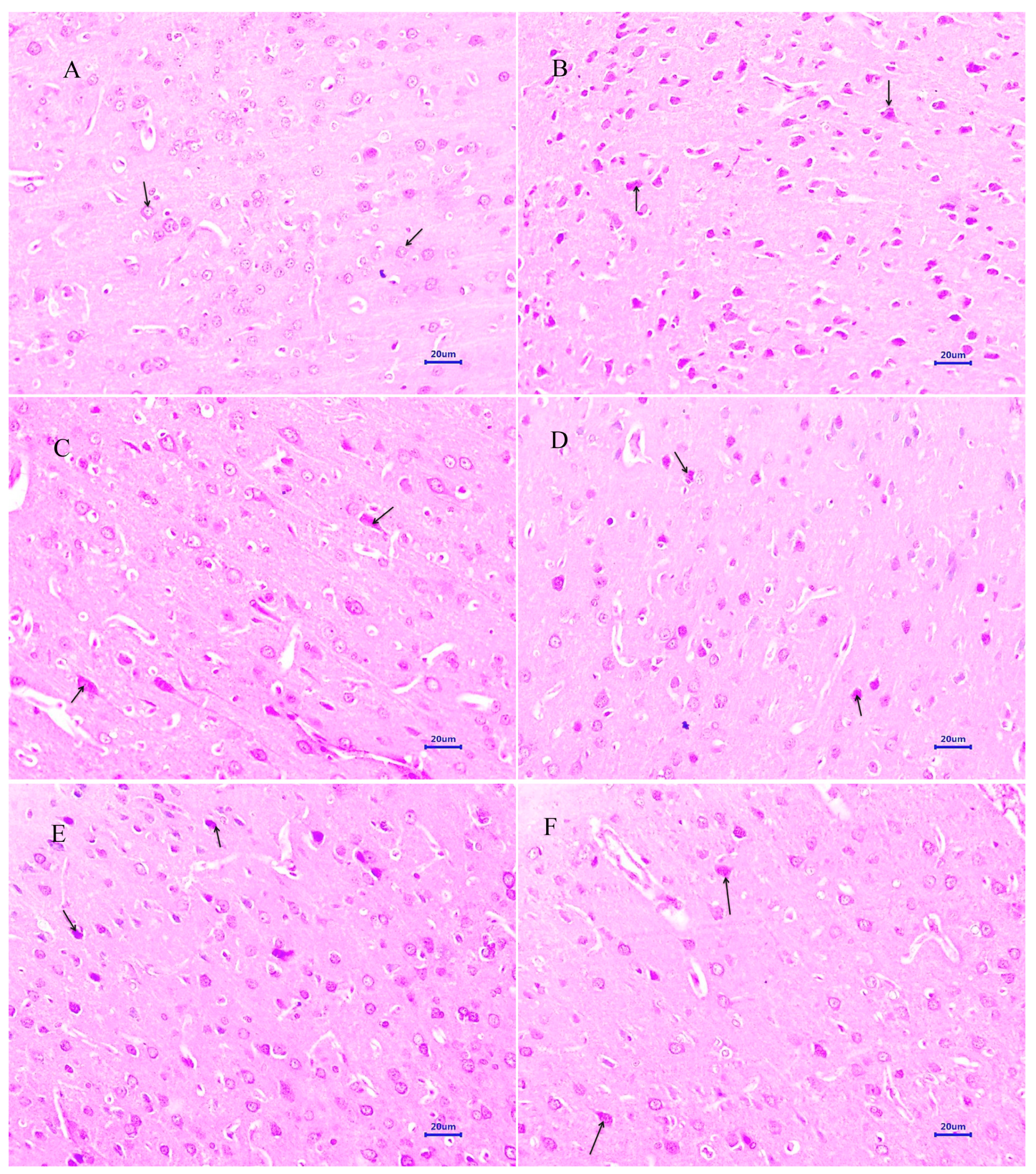 Antioxidants 12 00707 g007
