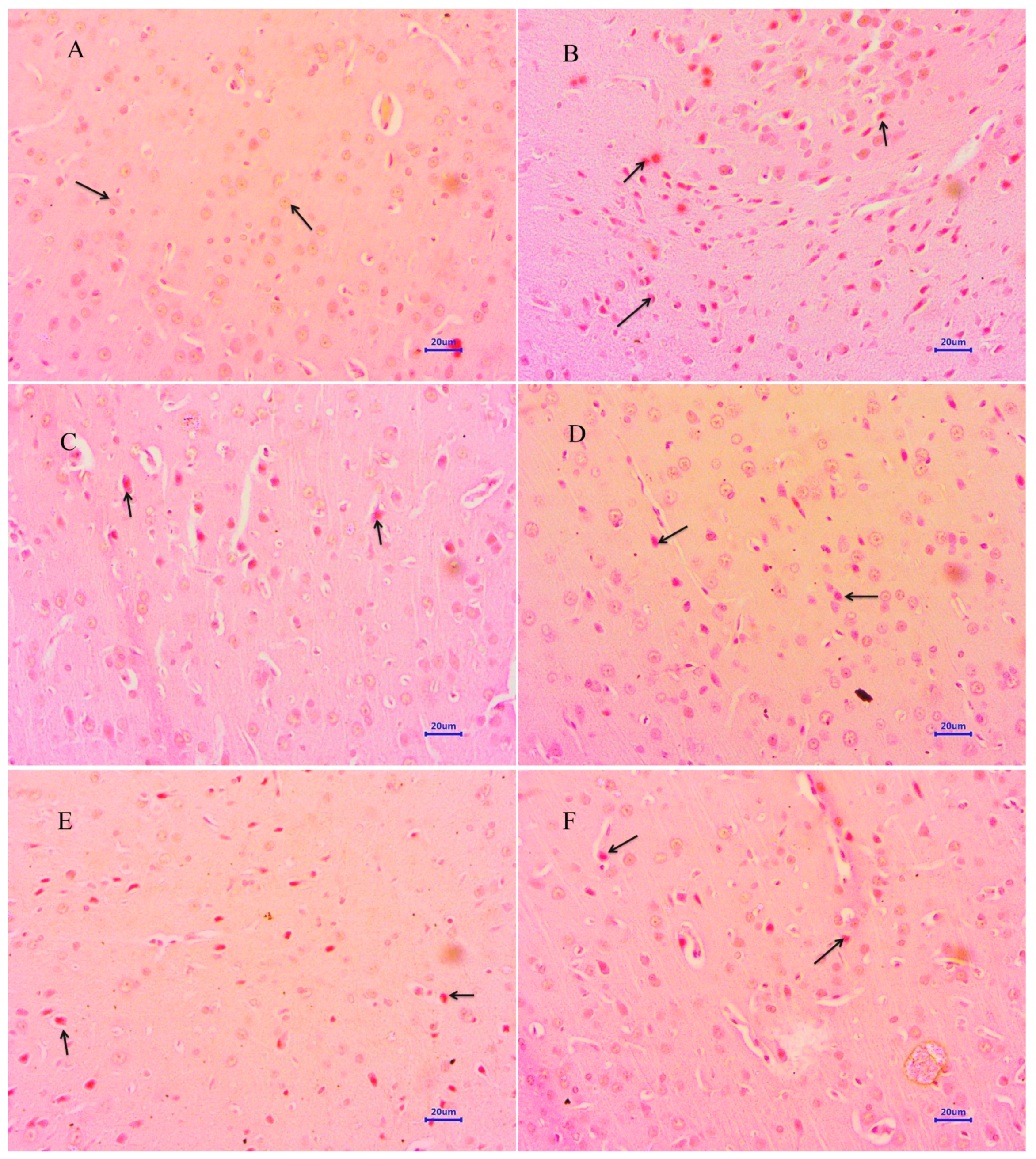 Antioxidants 12 00707 g009