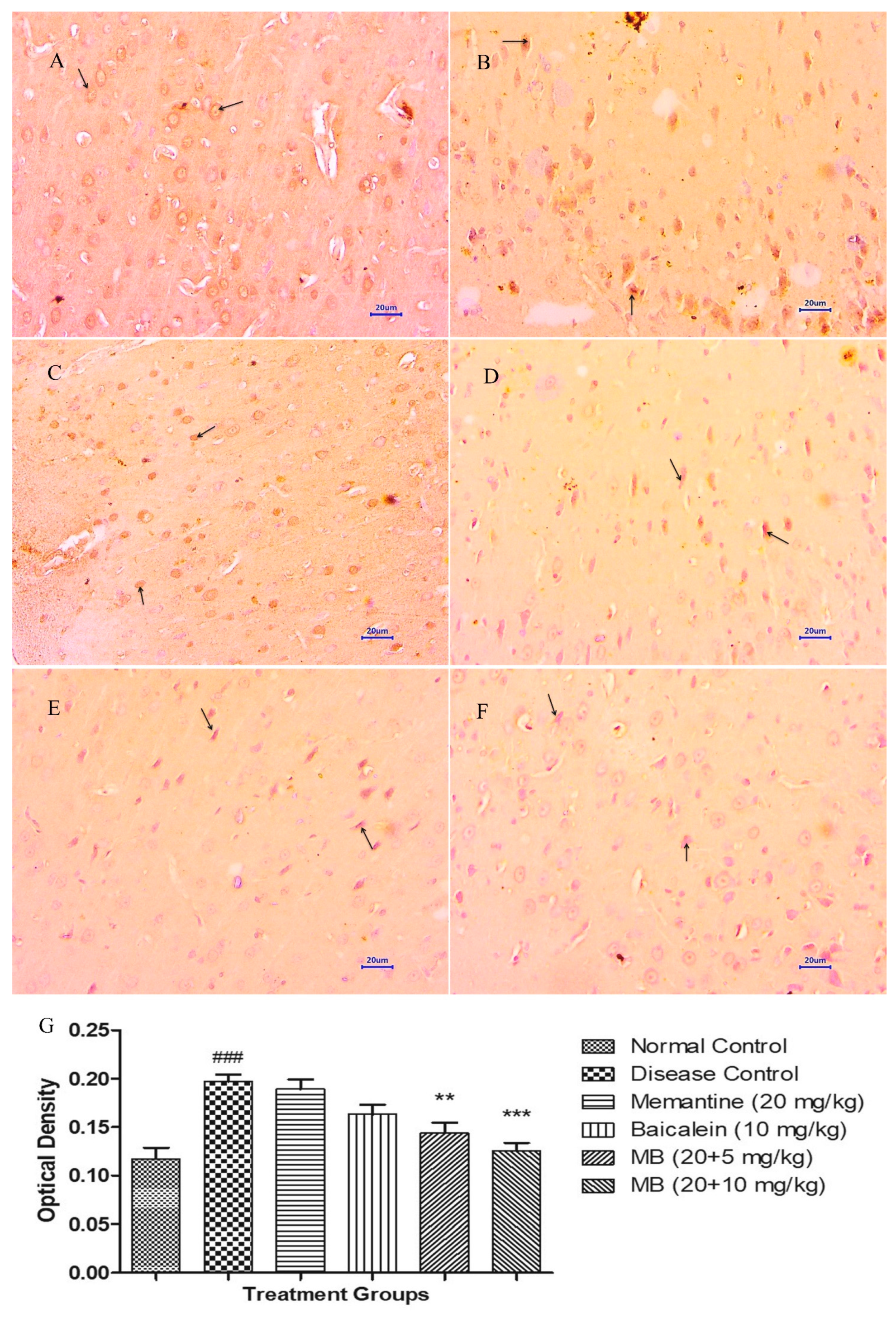 Antioxidants 12 00707 g011