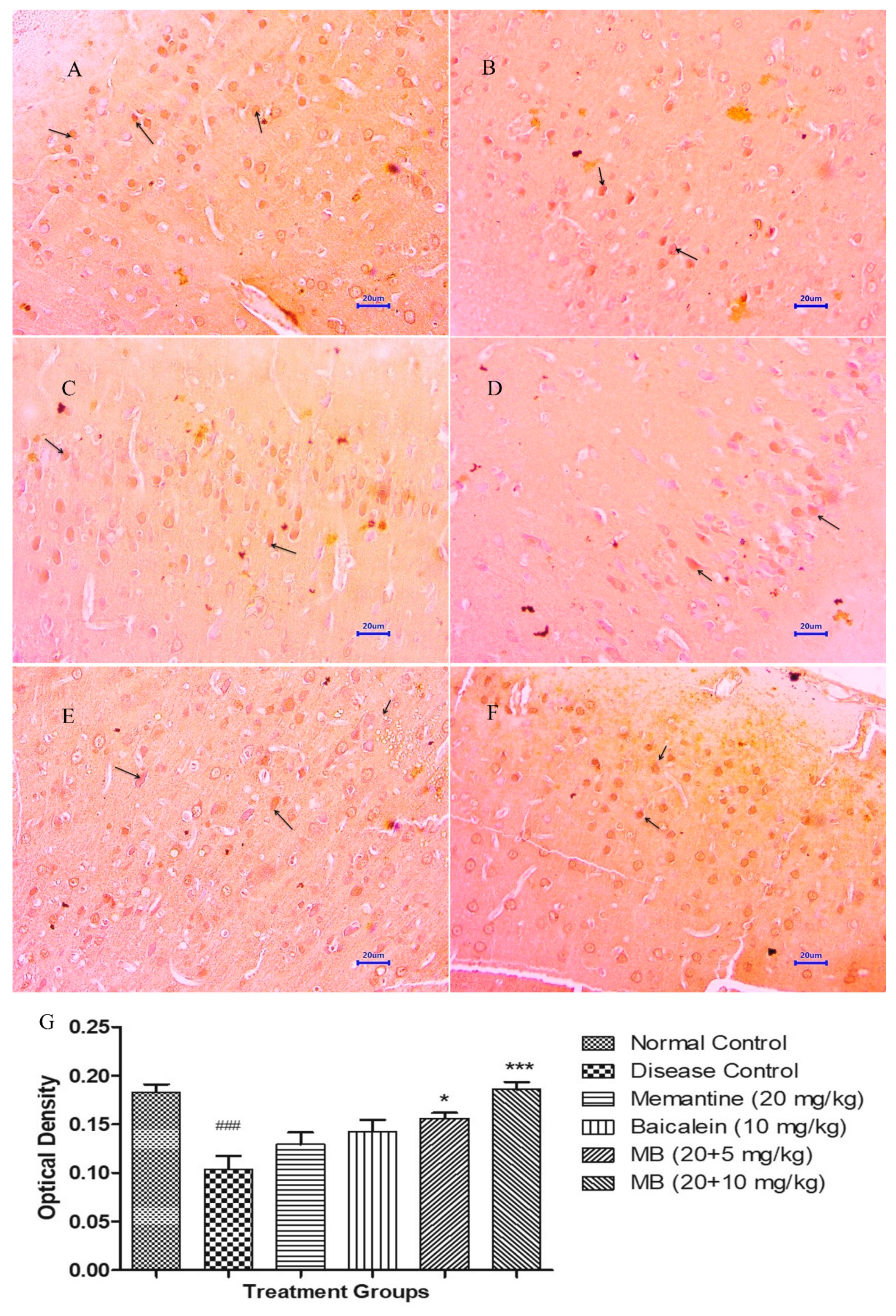 Antioxidants 12 00707 g013