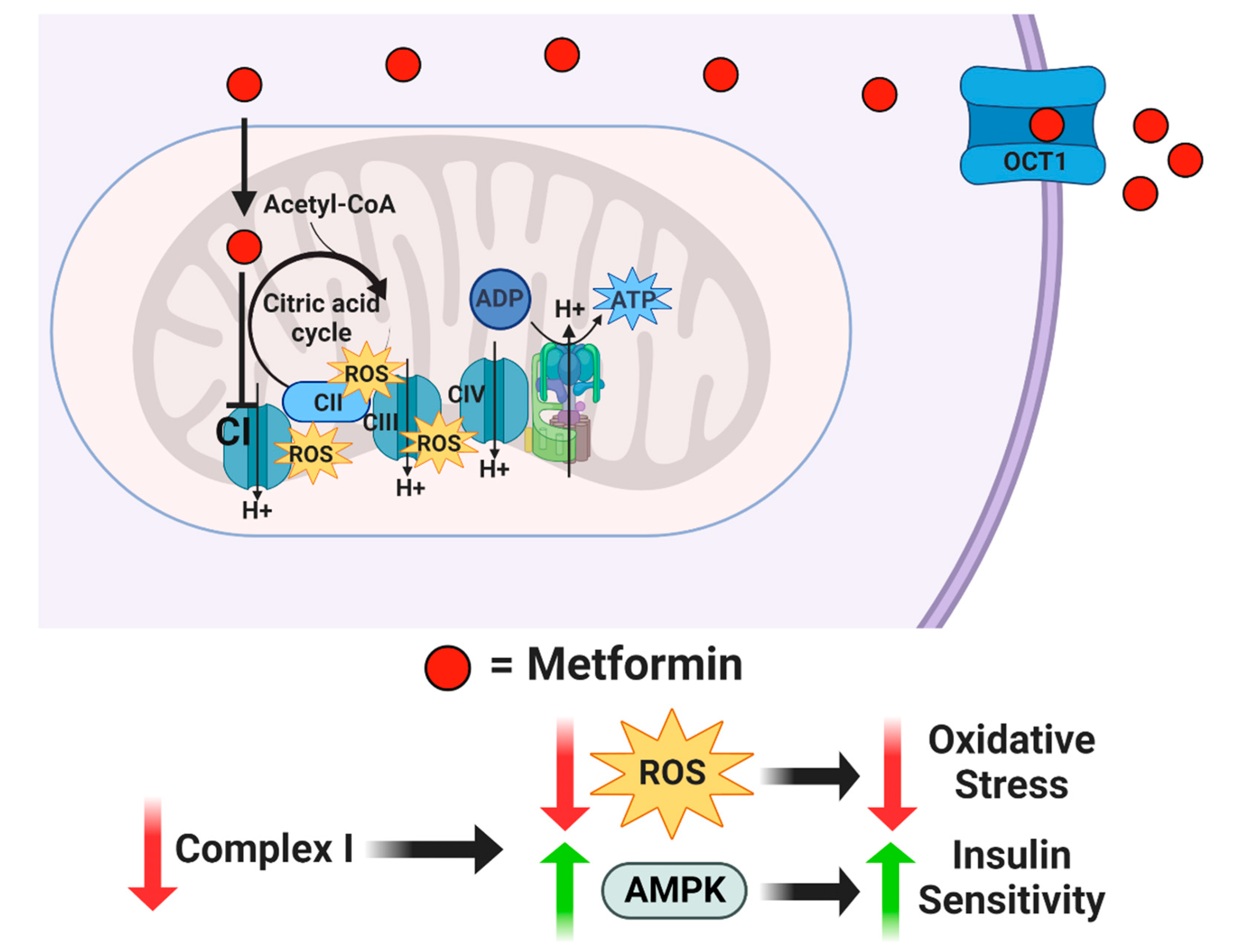 Antioxidants 12 00719 g001 Antioxidants 12 00719 g001