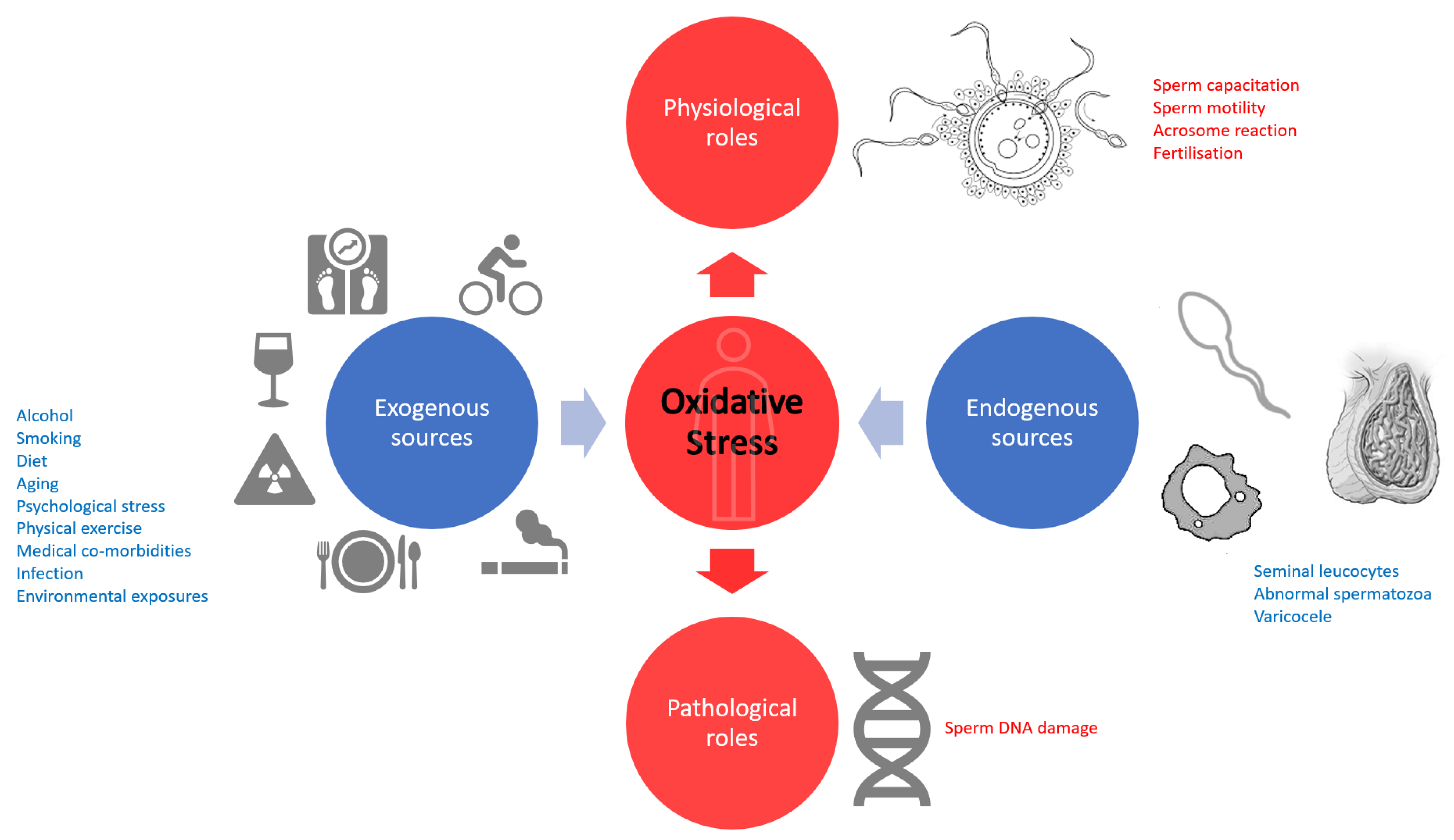 Antioxidants Free FullText The Role of Seminal Oxidative Stress in