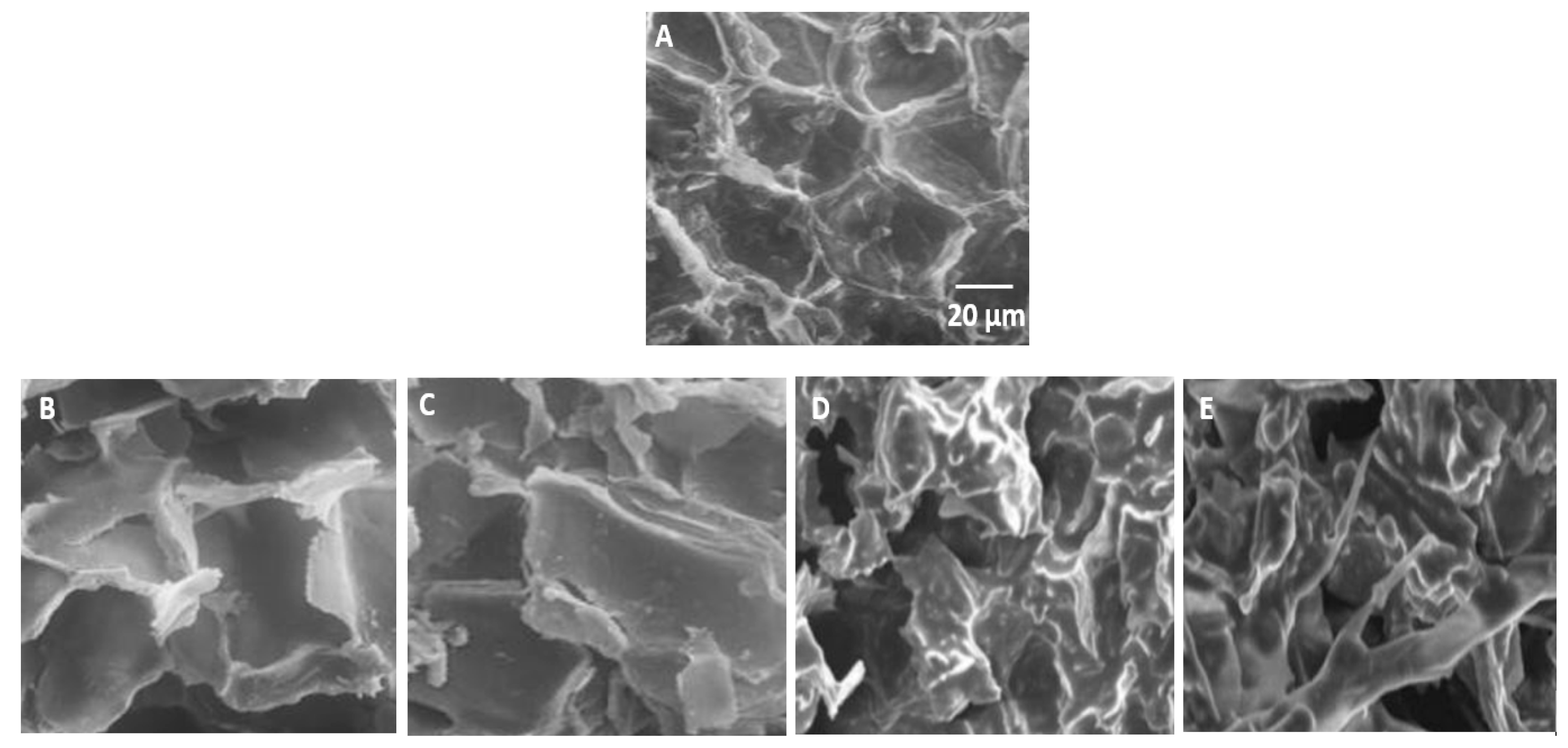 Antioxidants 12 00725 g004