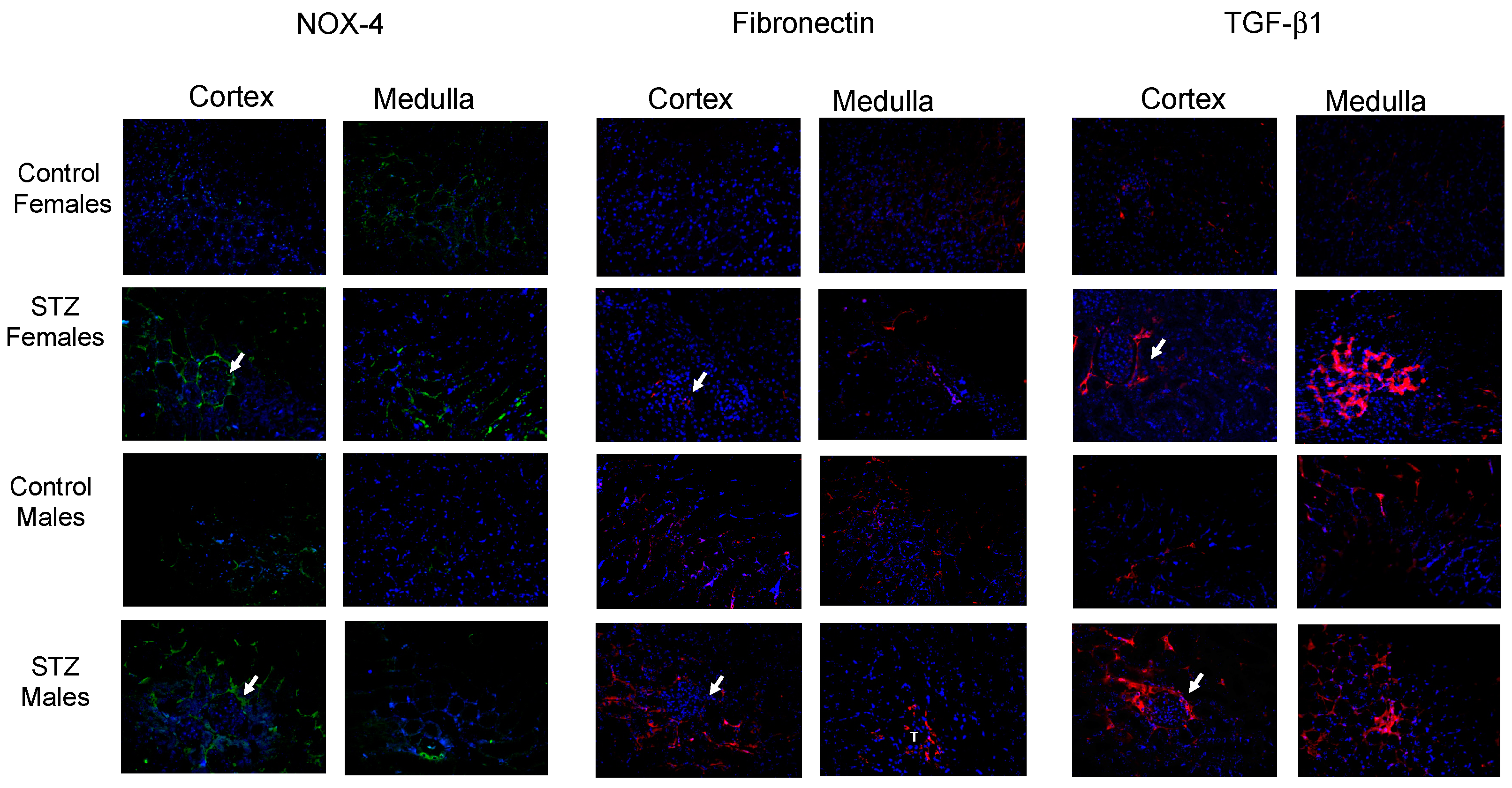 Antioxidants 12 00729 g005 Antioxidants 12 00729 g005
