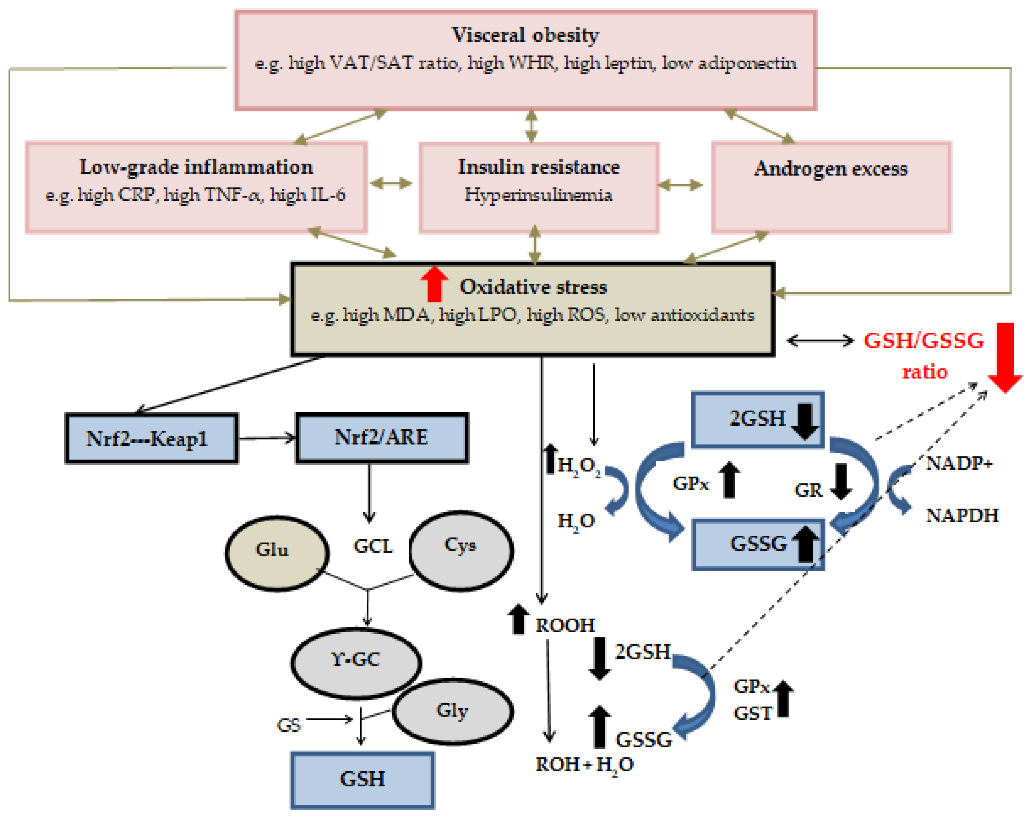 Antioxidants Free FullText Antioxidant Defense Expressed as