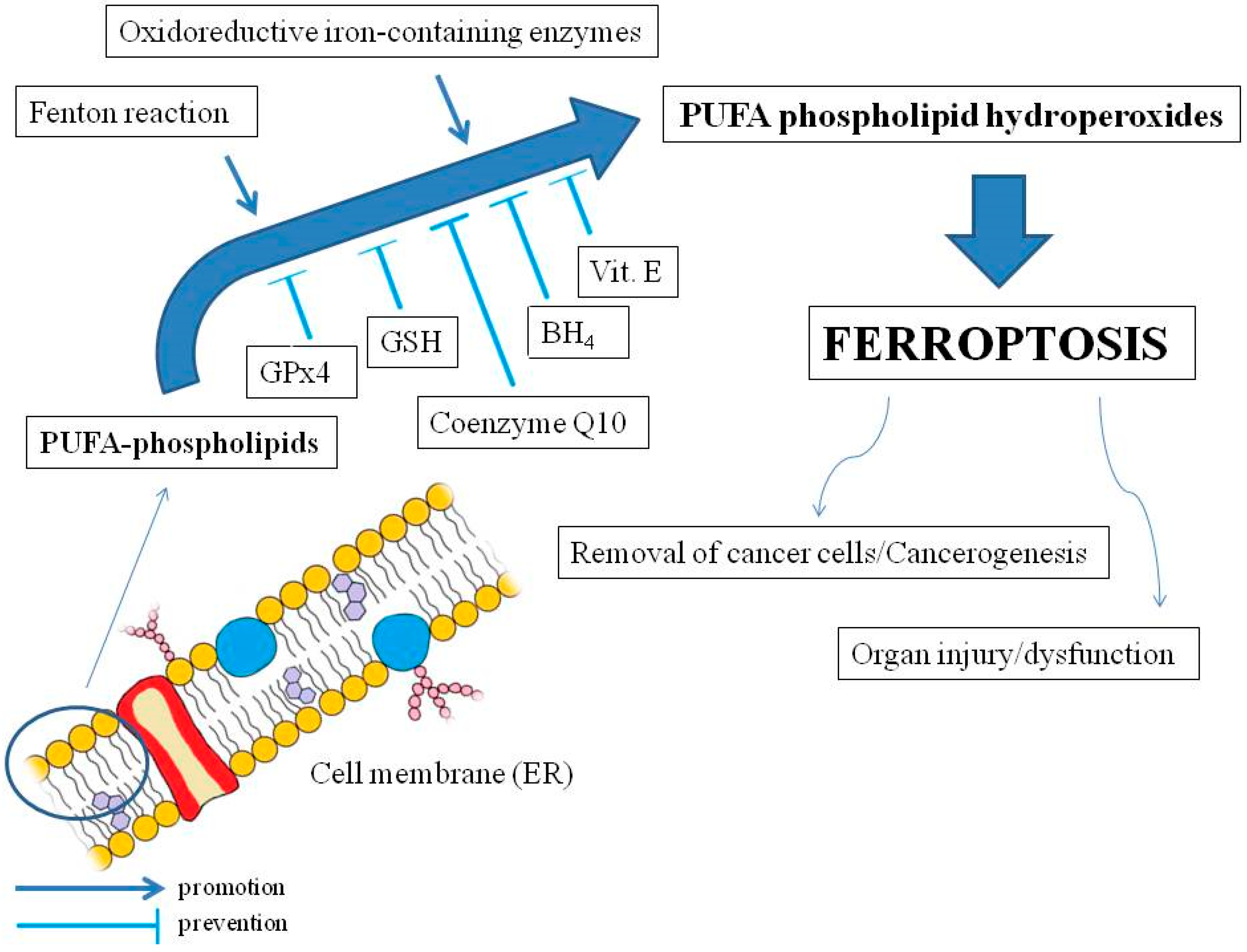 Antioxidants Free FullText Links between Vitamin K, Ferroptosis