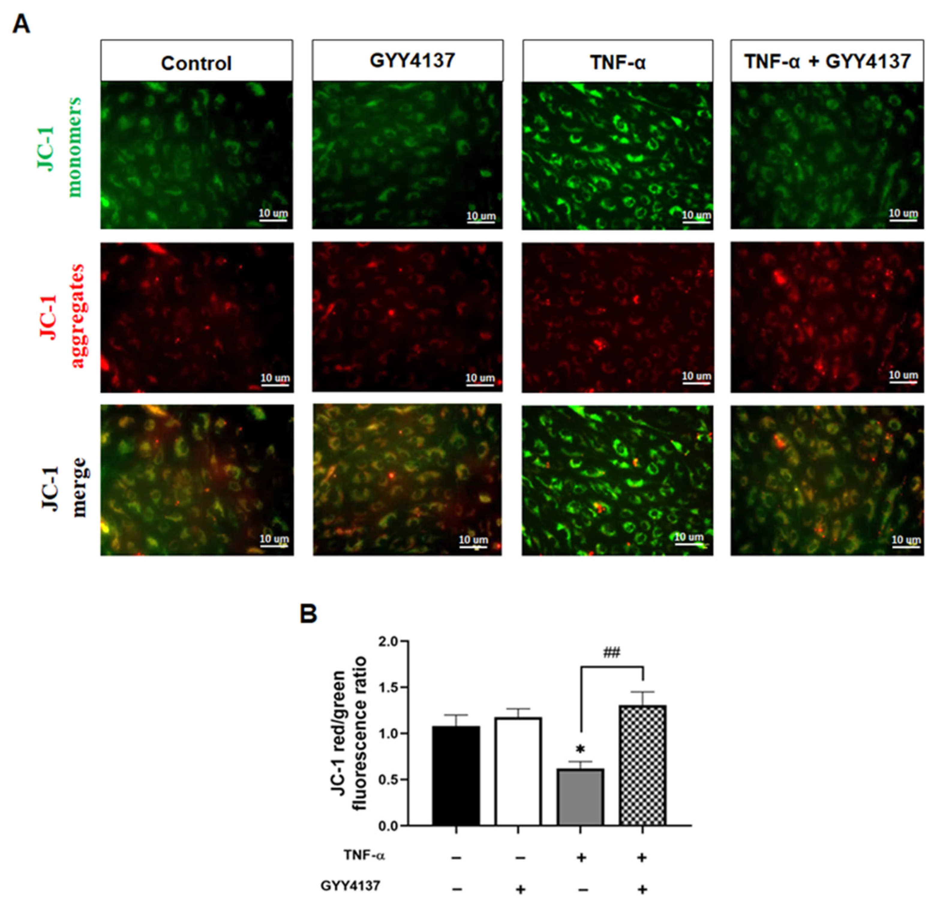 Antioxidants 12 00734 g007 Antioxidants 12 00734 g007