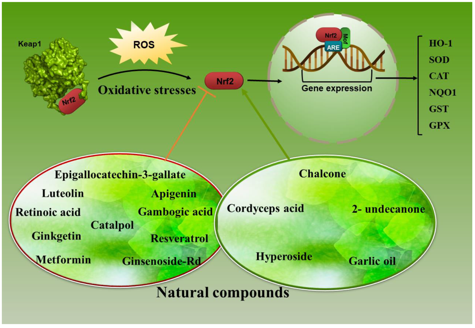 Antioxidants 12 00735 g007 Antioxidants 12 00735 g007