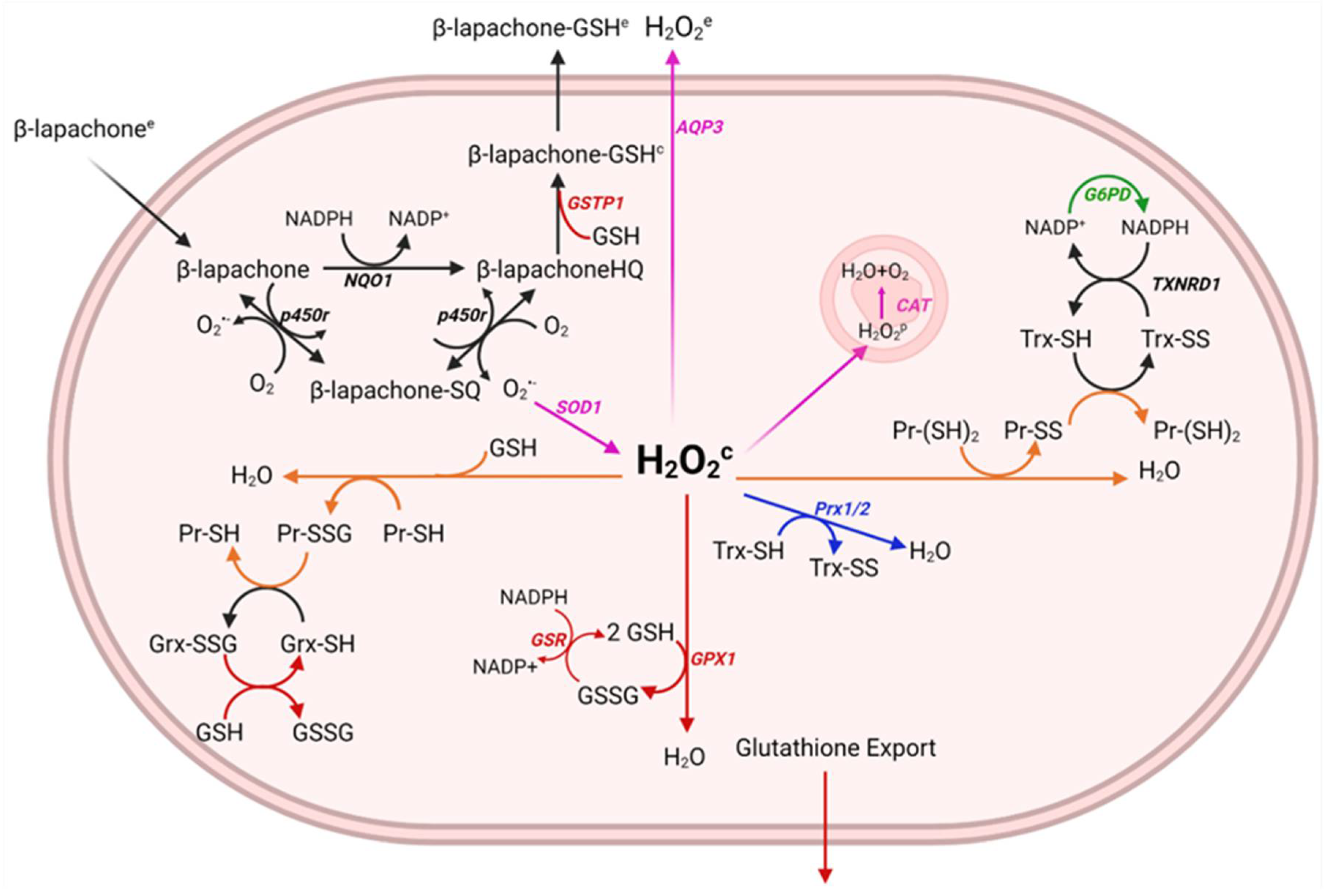 Antioxidants 12 00741 g001 Antioxidants 12 00741 g001