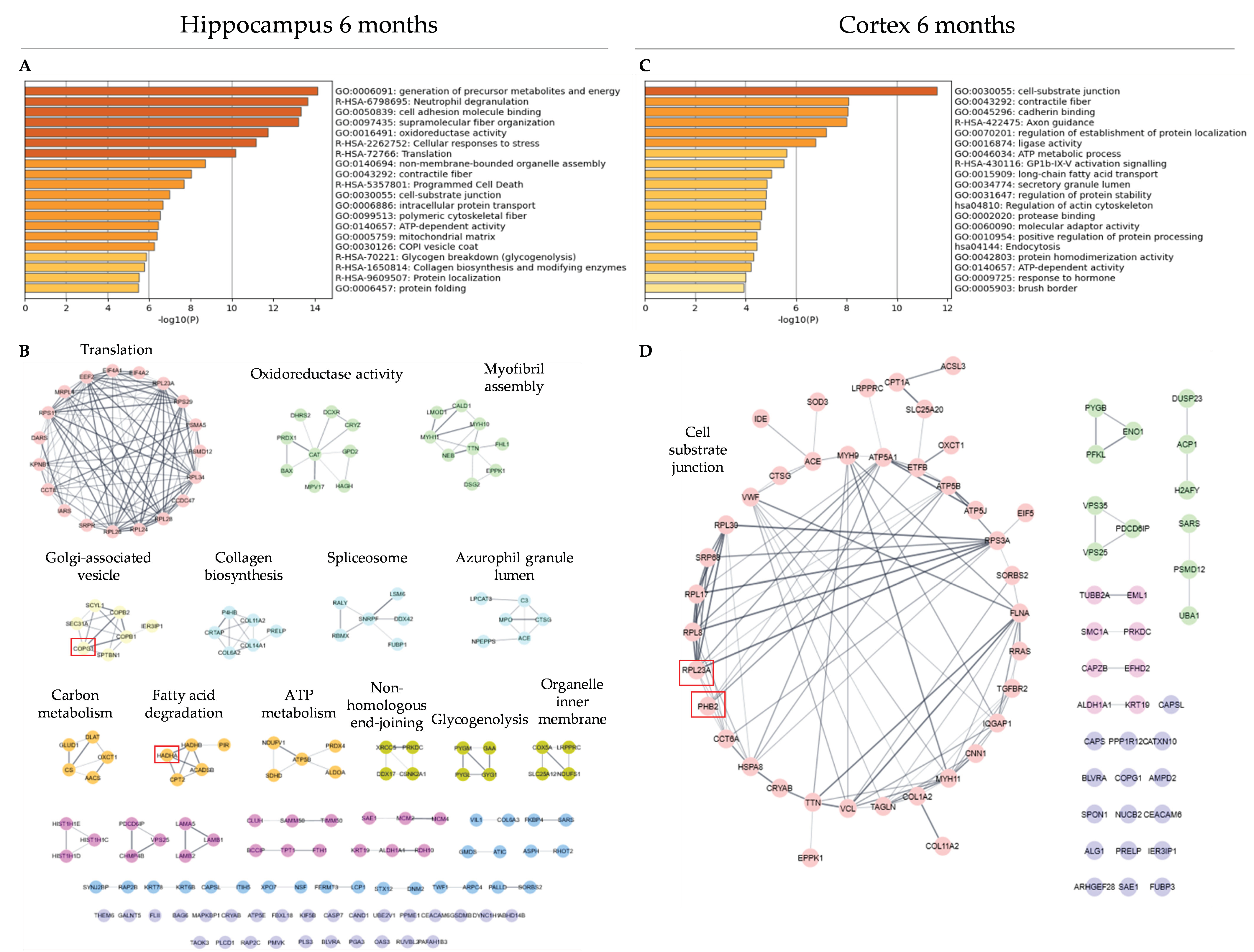 Antioxidants 12 00747 g002 Antioxidants 12 00747 g002